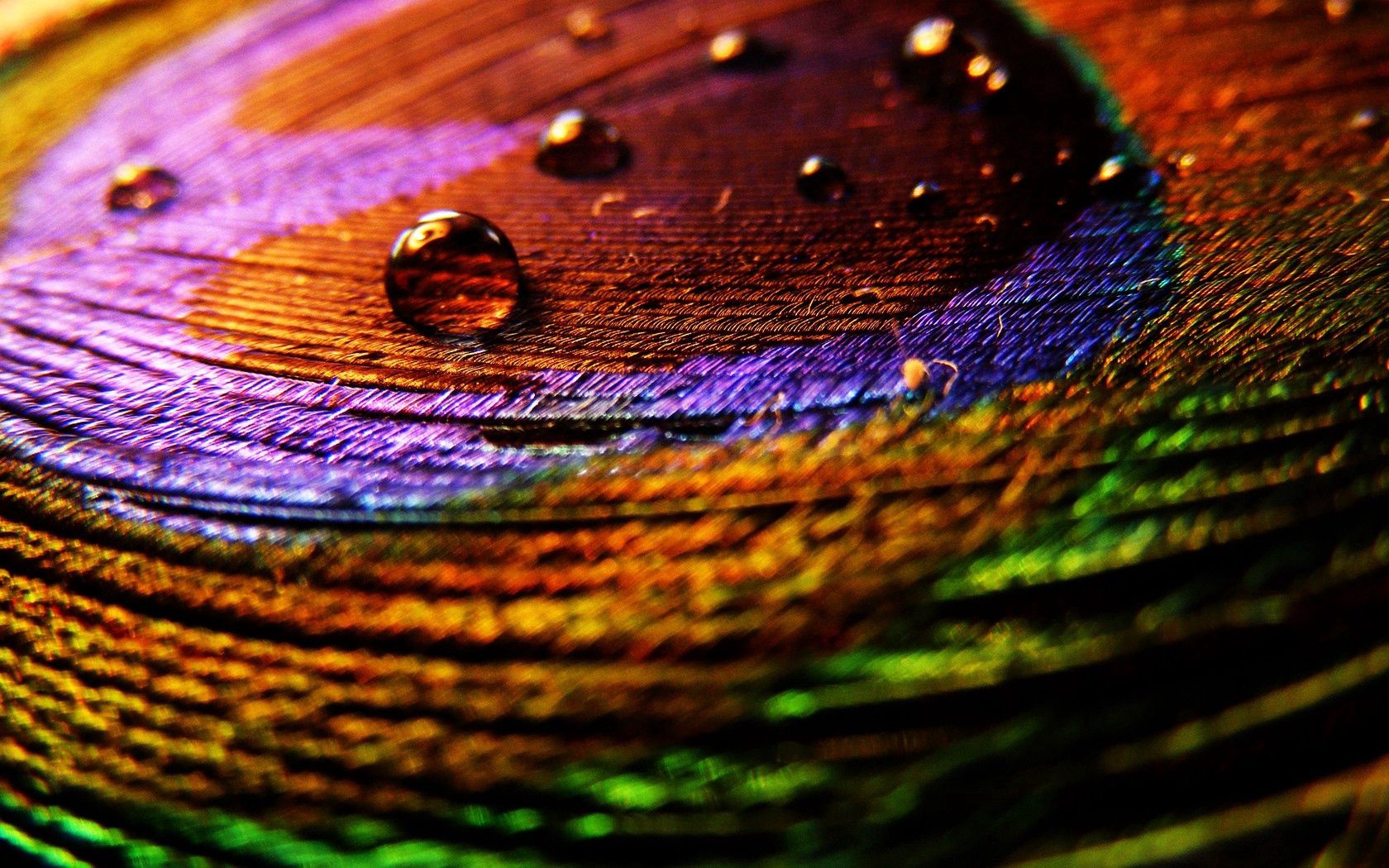 153896壁紙のダウンロード滴, 大きい, マクロ, 色とりどり, モトリー, 表面, 羽, ペン-スクリーンセーバーと写真を無料で
