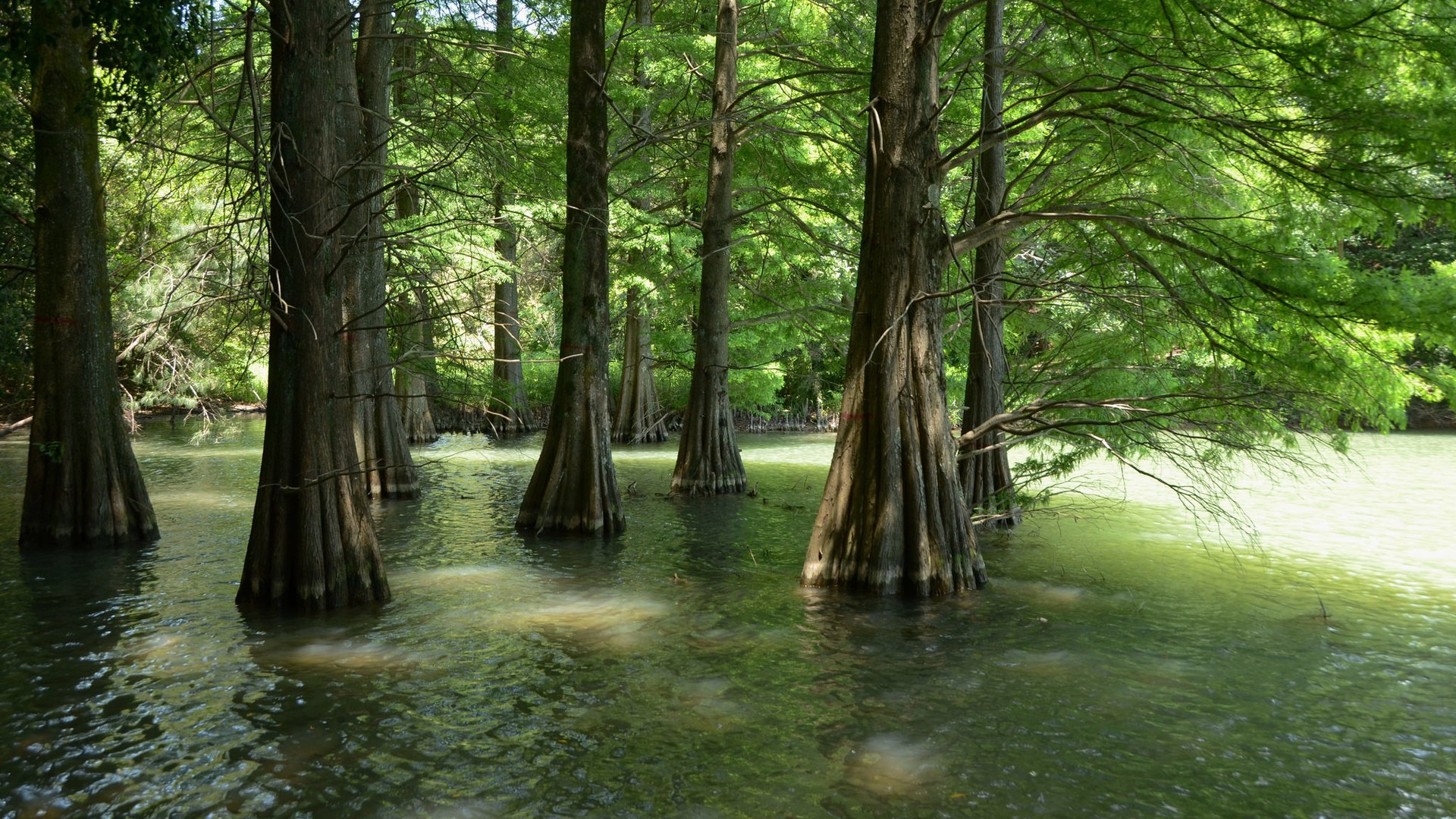 Free download wallpaper Nature, Water, Swamp, Forest, Tree, Earth on your PC desktop