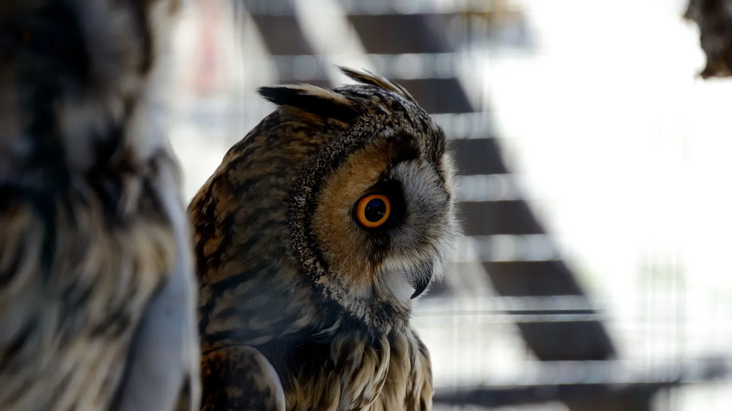 Desktop wallpaper: Animal, Owl, Birds 4K free download for PC. 280270