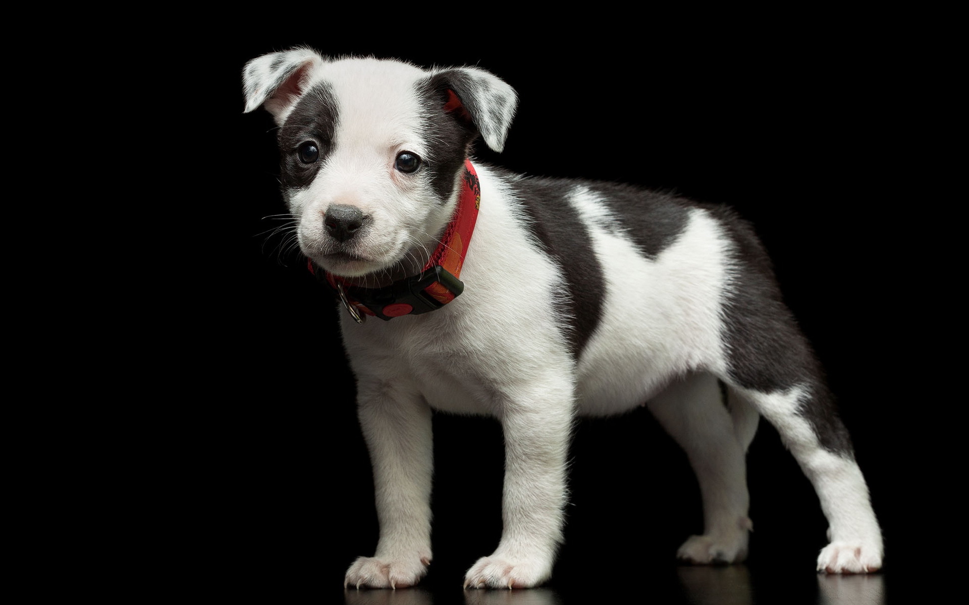 Laden Sie das Tiere, Hunde, Hund, Süß, Welpen, Tierbaby-Bild kostenlos auf Ihren PC-Desktop herunter