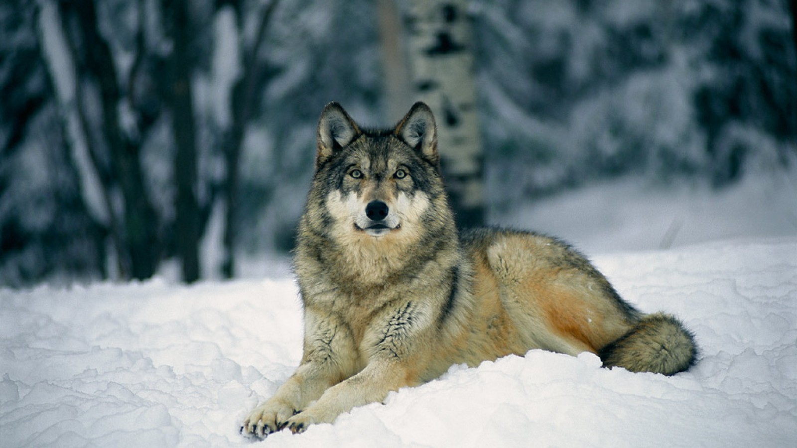 Скачать картинку Животные, Зима, Снег, Волк в телефон бесплатно.