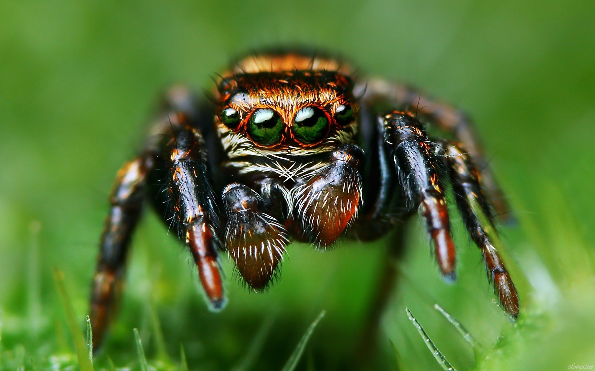 Download mobile wallpaper Jumping Spider, Spiders, Spider, Animal for free.