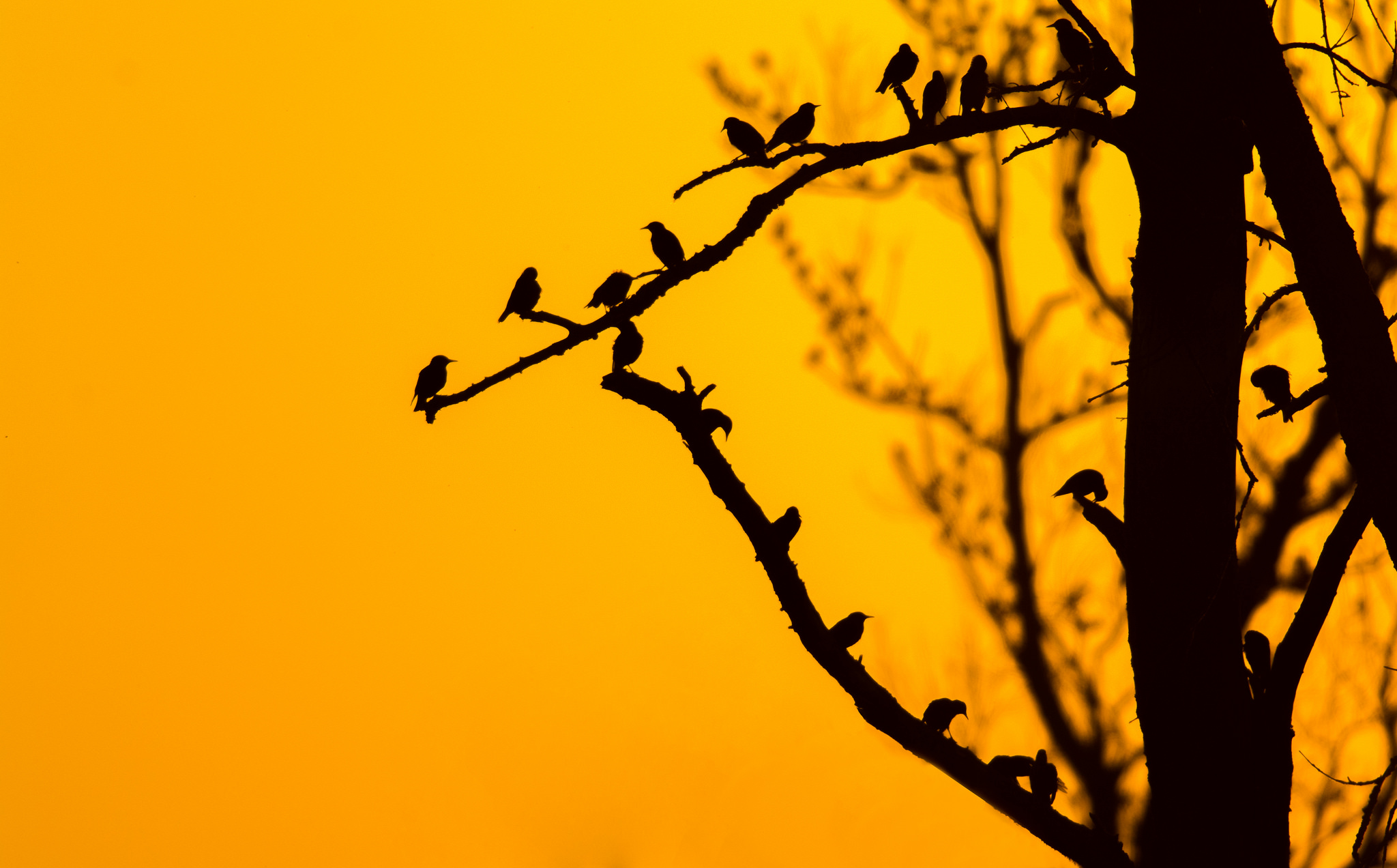 Download mobile wallpaper Birds, Sunset, Silhouette, Bird, Branch, Animal for free.