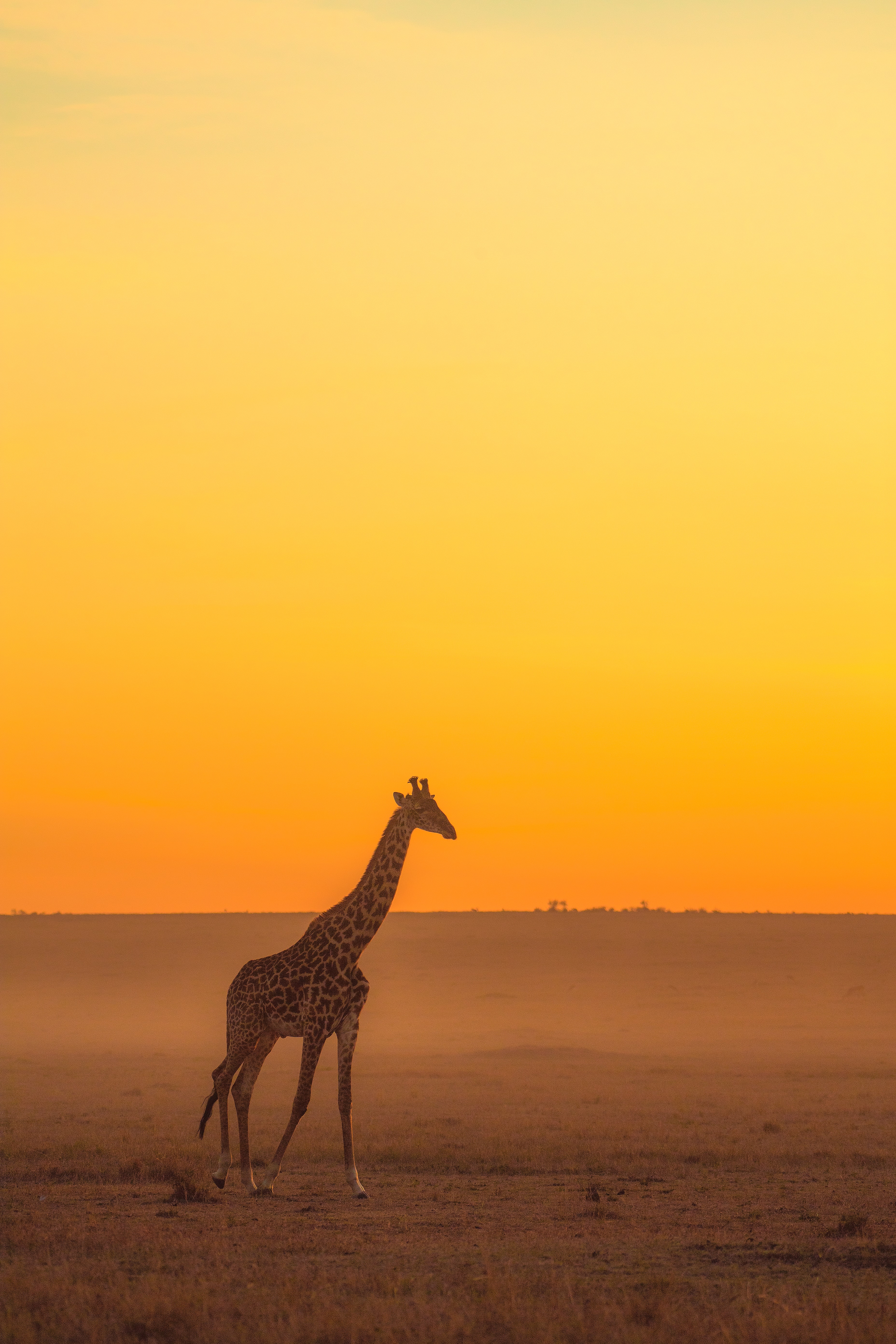 giraffe, safari, animals, horizon, animal HD wallpaper