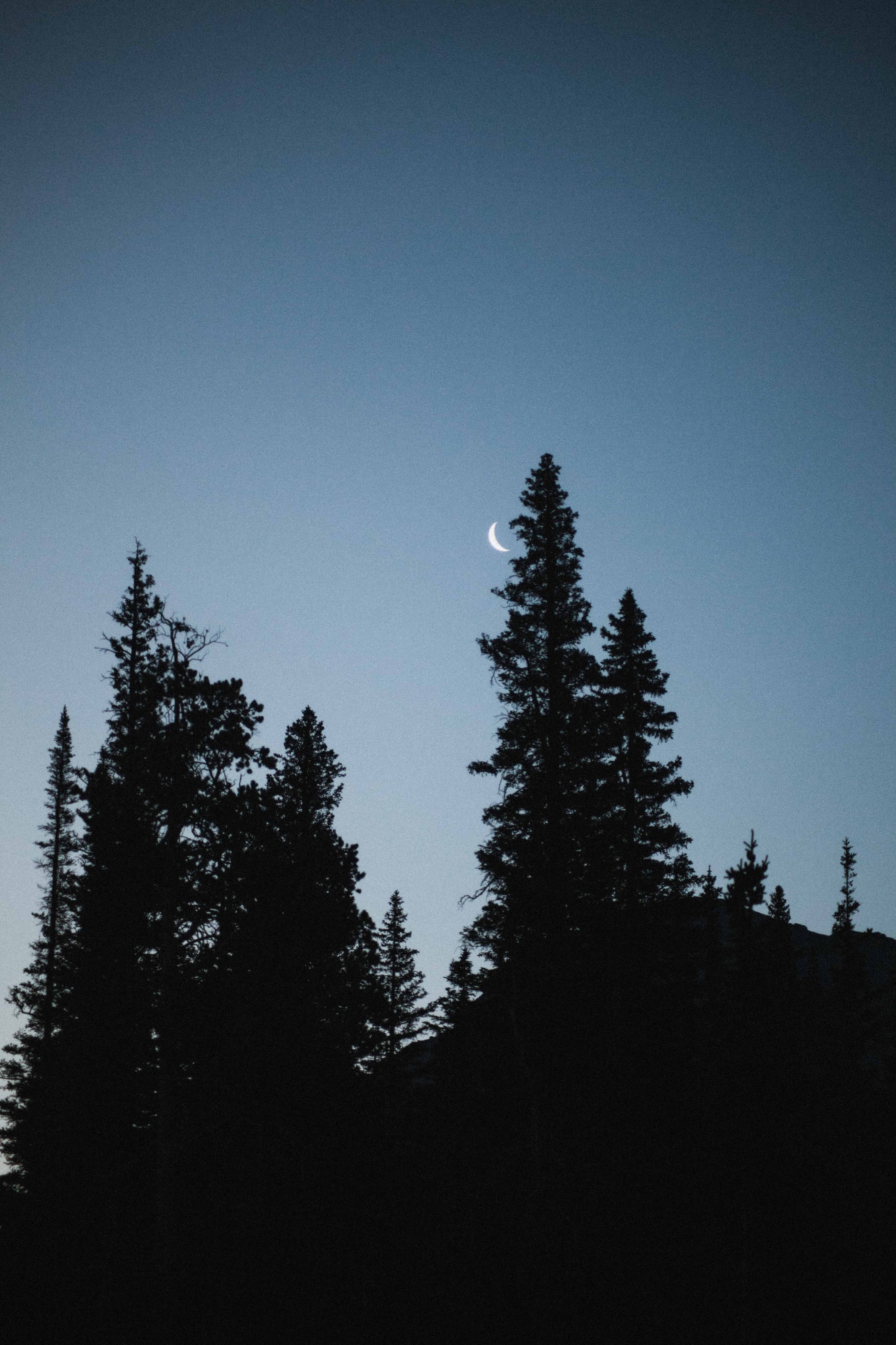 Download mobile wallpaper Spruce, Fir, Nature, Evening, Trees, Moon for free.