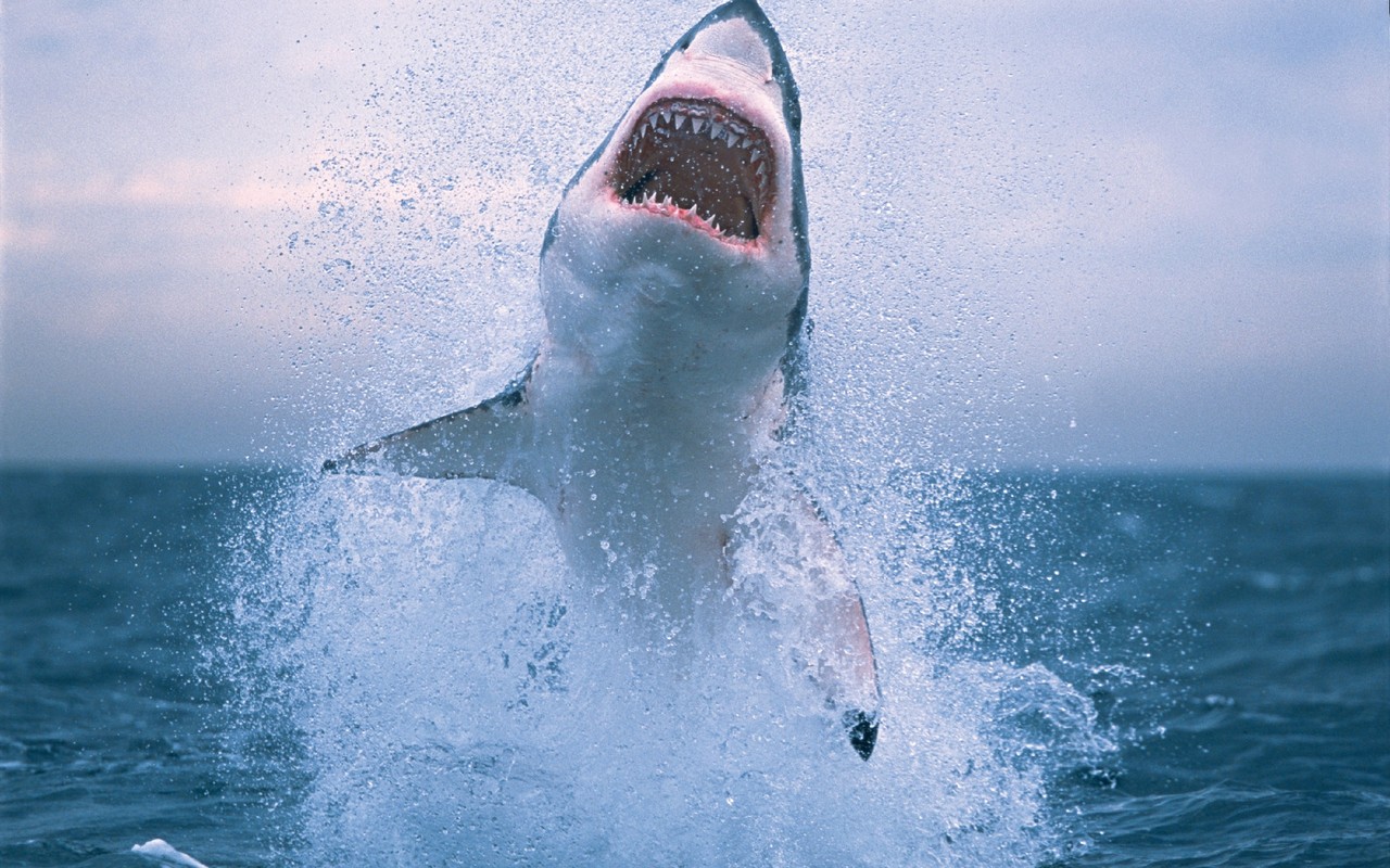 1457812 descargar imagen animales, gran tiburón blanco, tiburón: fondos de pantalla y protectores de pantalla gratis