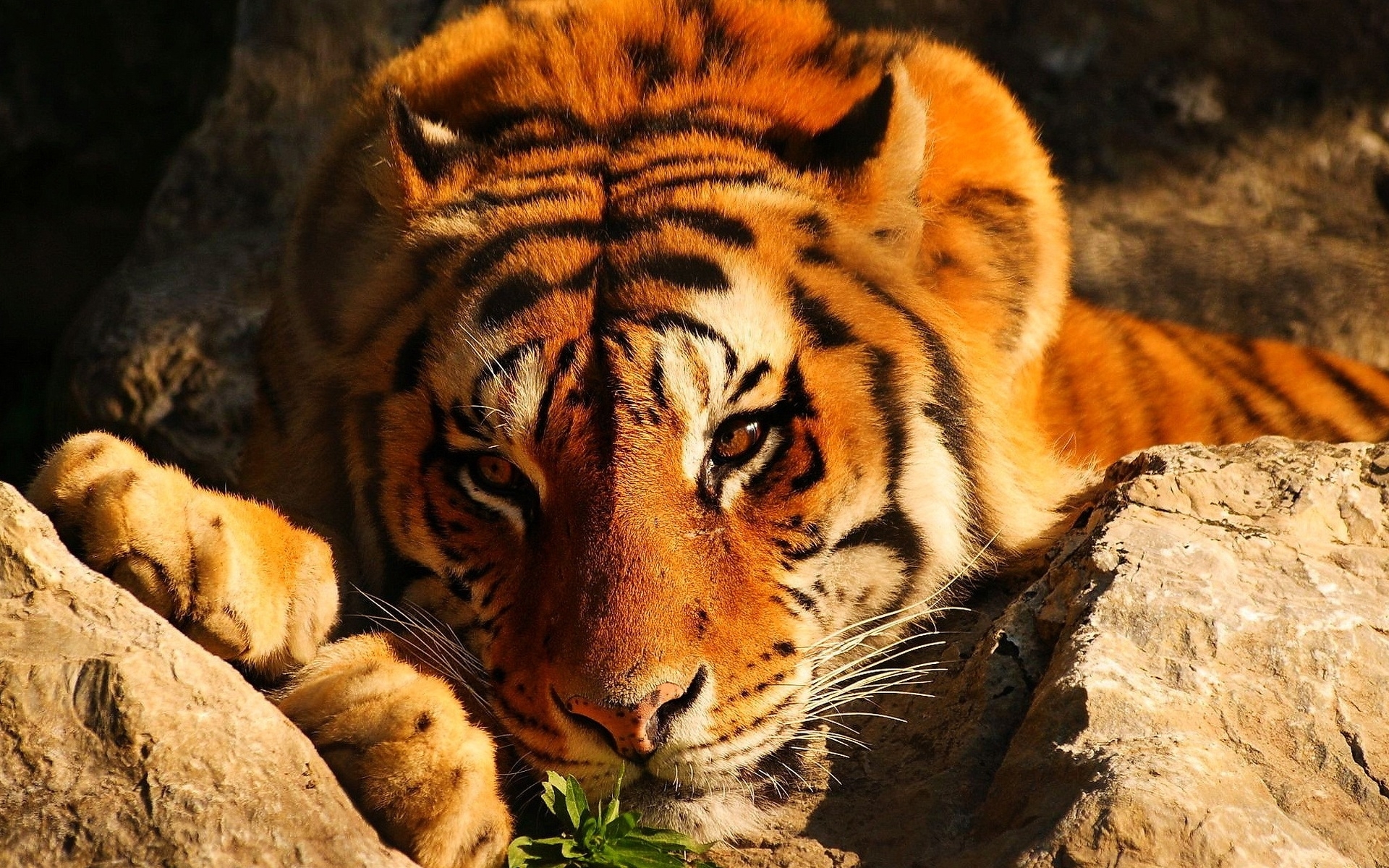 tigers, animals, orange Phone Background