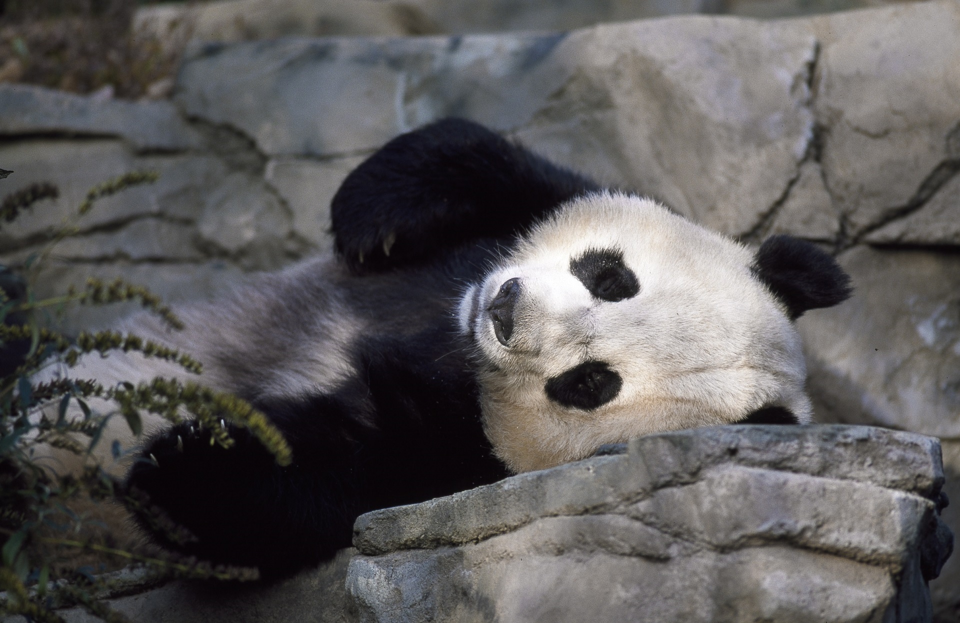 Download mobile wallpaper Animal, Panda, Lying Down for free.