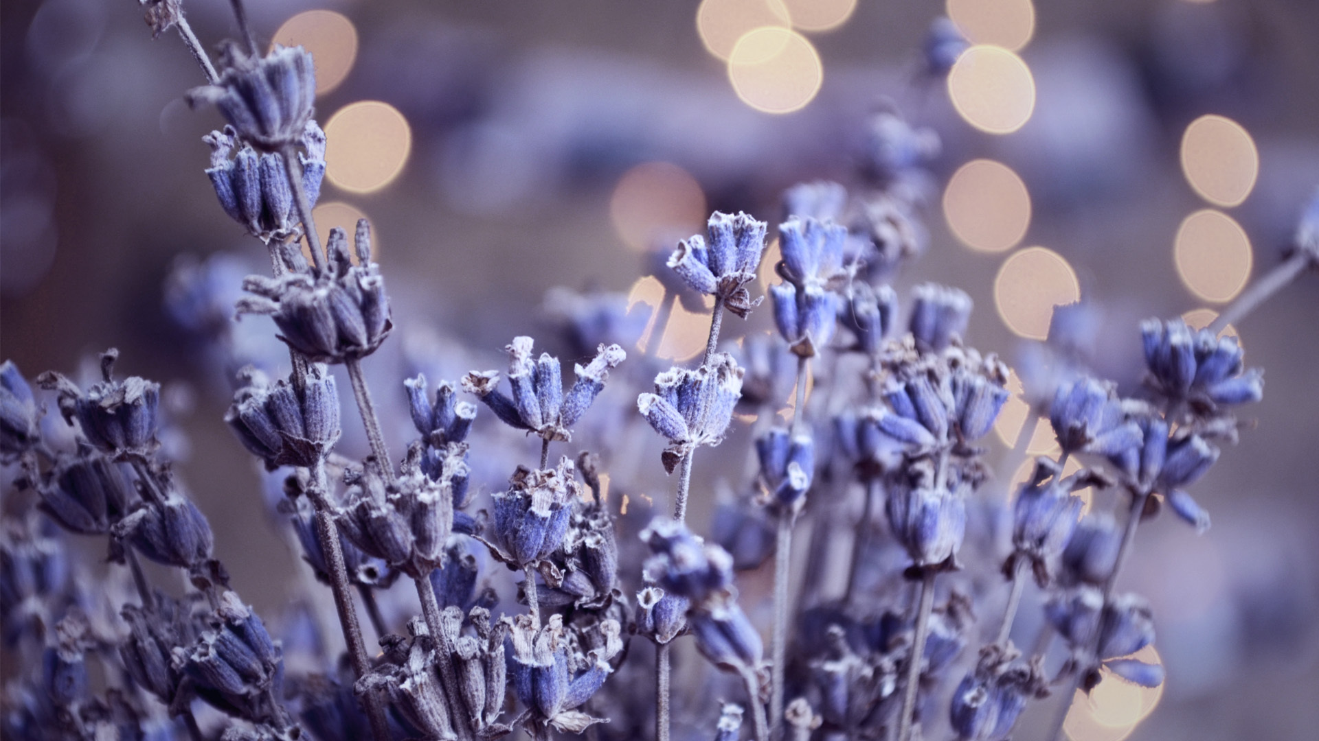 Descarga gratuita de fondo de pantalla para móvil de Flores, Flor, Tierra/naturaleza.