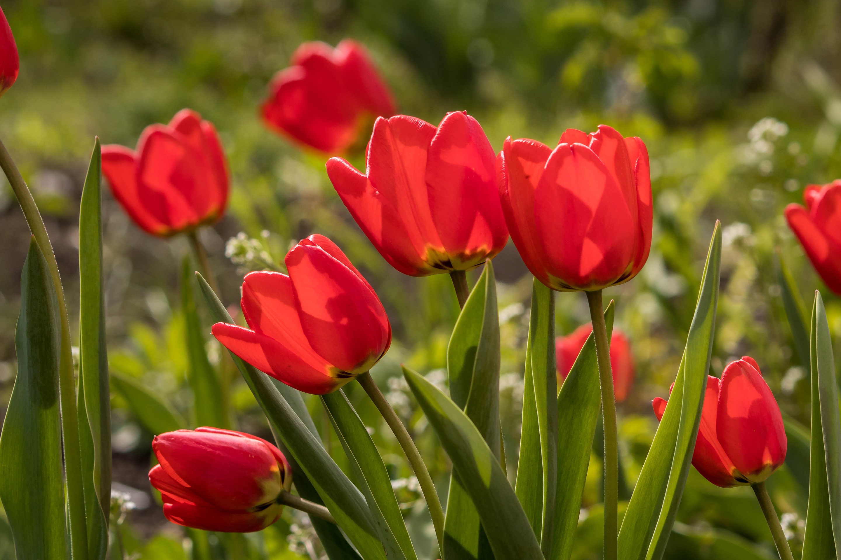 Скачать обои бесплатно Весна, Тюльпан, Красный Цветок, Земля/природа картинка на рабочий стол ПК