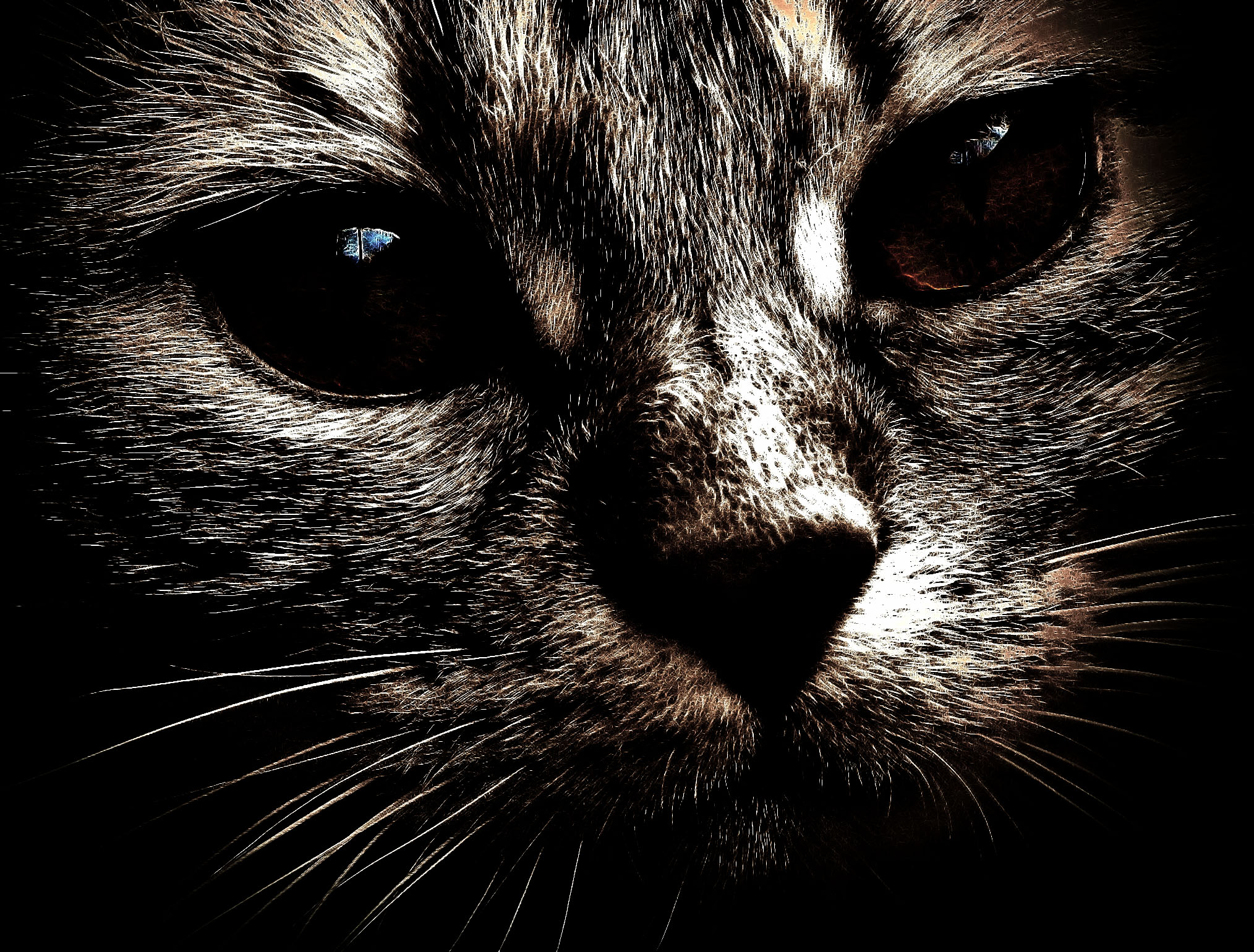 Free download wallpaper Cat, Cats, Animal on your PC desktop