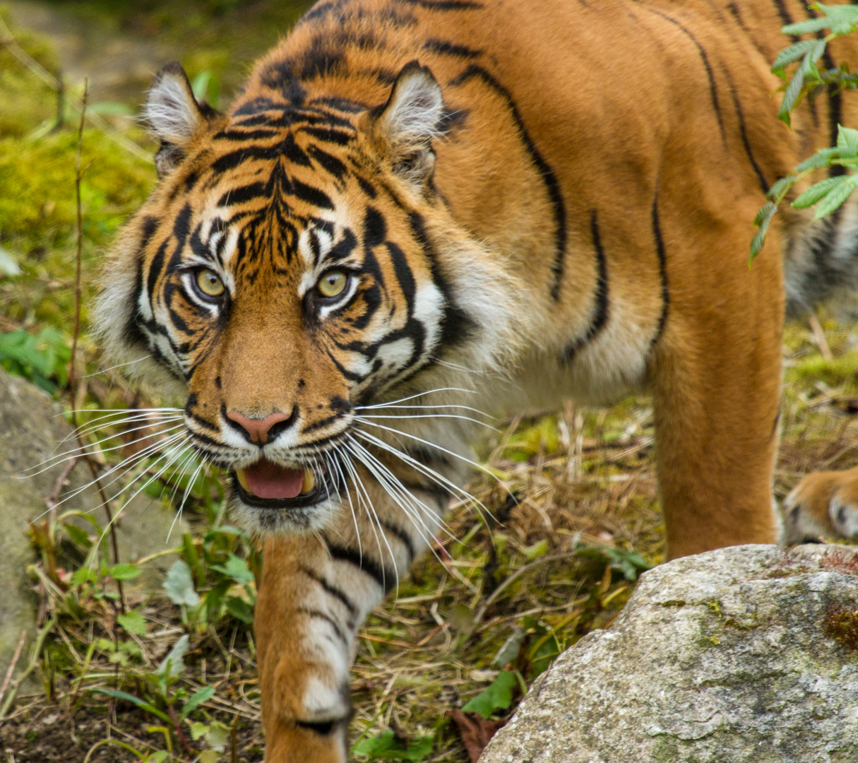 Laden Sie das Tiere, Katzen, Tiger-Bild kostenlos auf Ihren PC-Desktop herunter