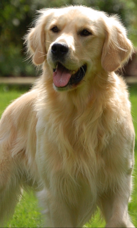 Handy-Wallpaper Tiere, Hunde, Golden Retriever kostenlos herunterladen.