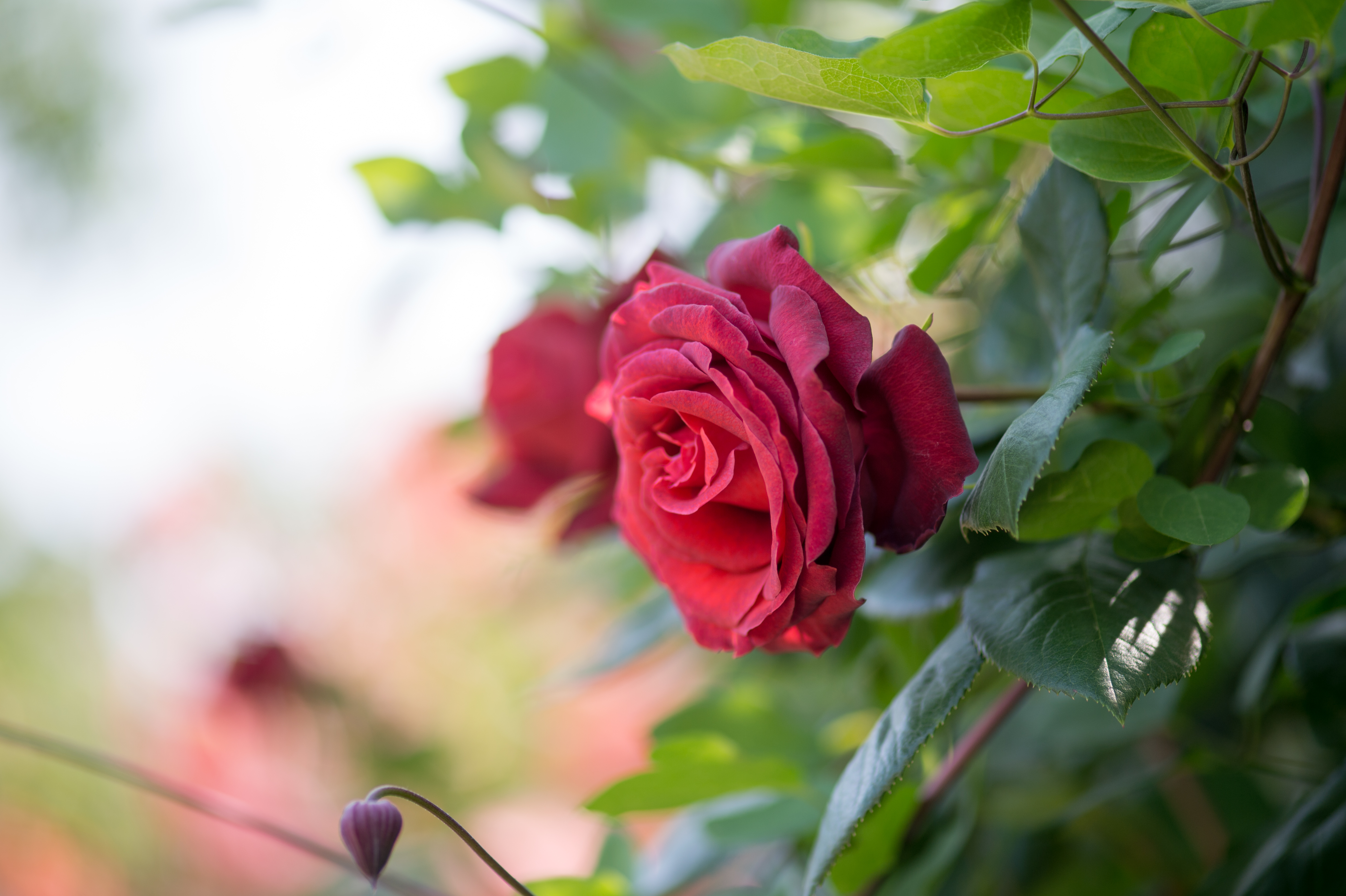 Téléchargez gratuitement l'image Fleurs, Rose, Fleur, Macro, Feuille, Se Brouiller, Terre/nature sur le bureau de votre PC
