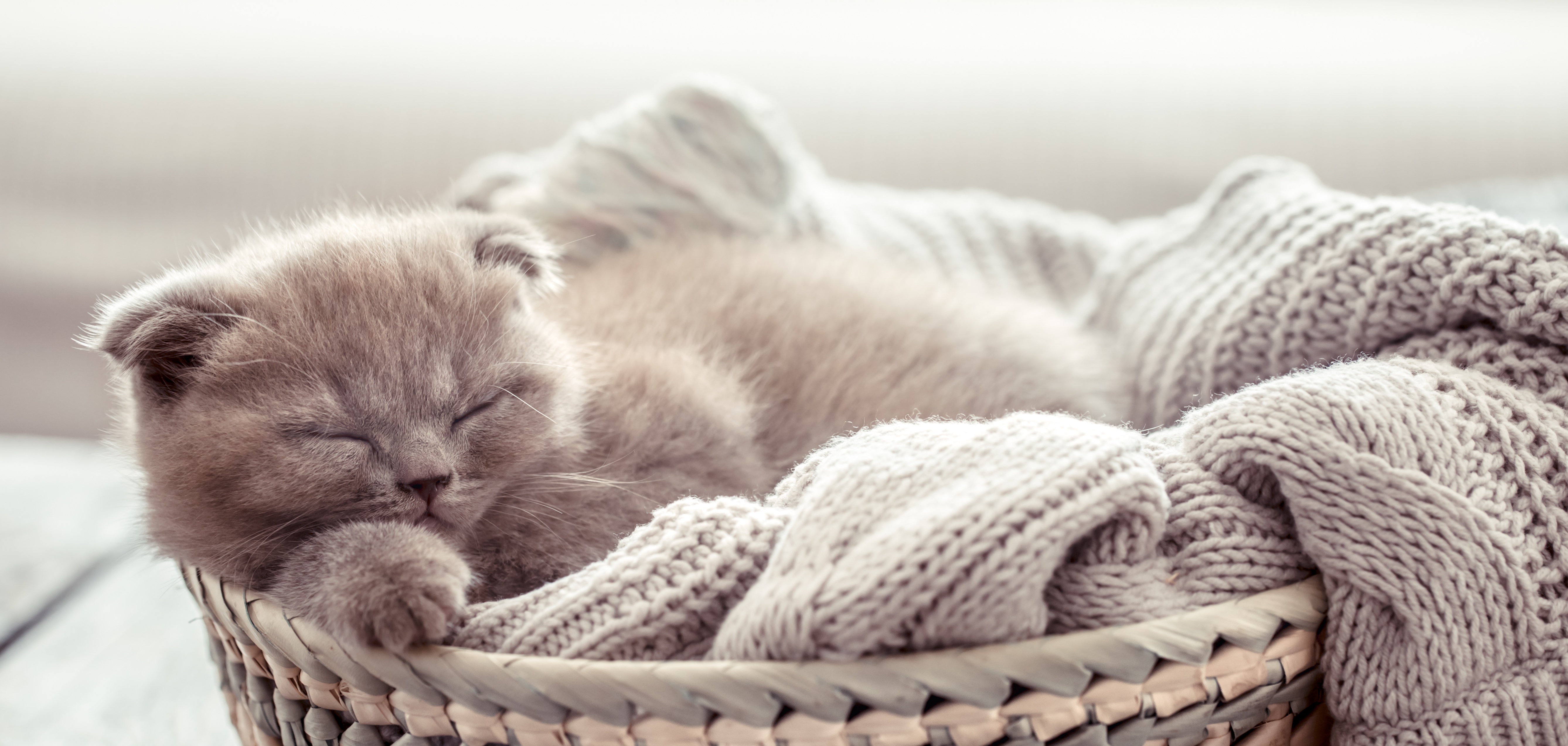 Download mobile wallpaper Cats, Cat, Kitten, Animal, Sleeping, Baby Animal for free.