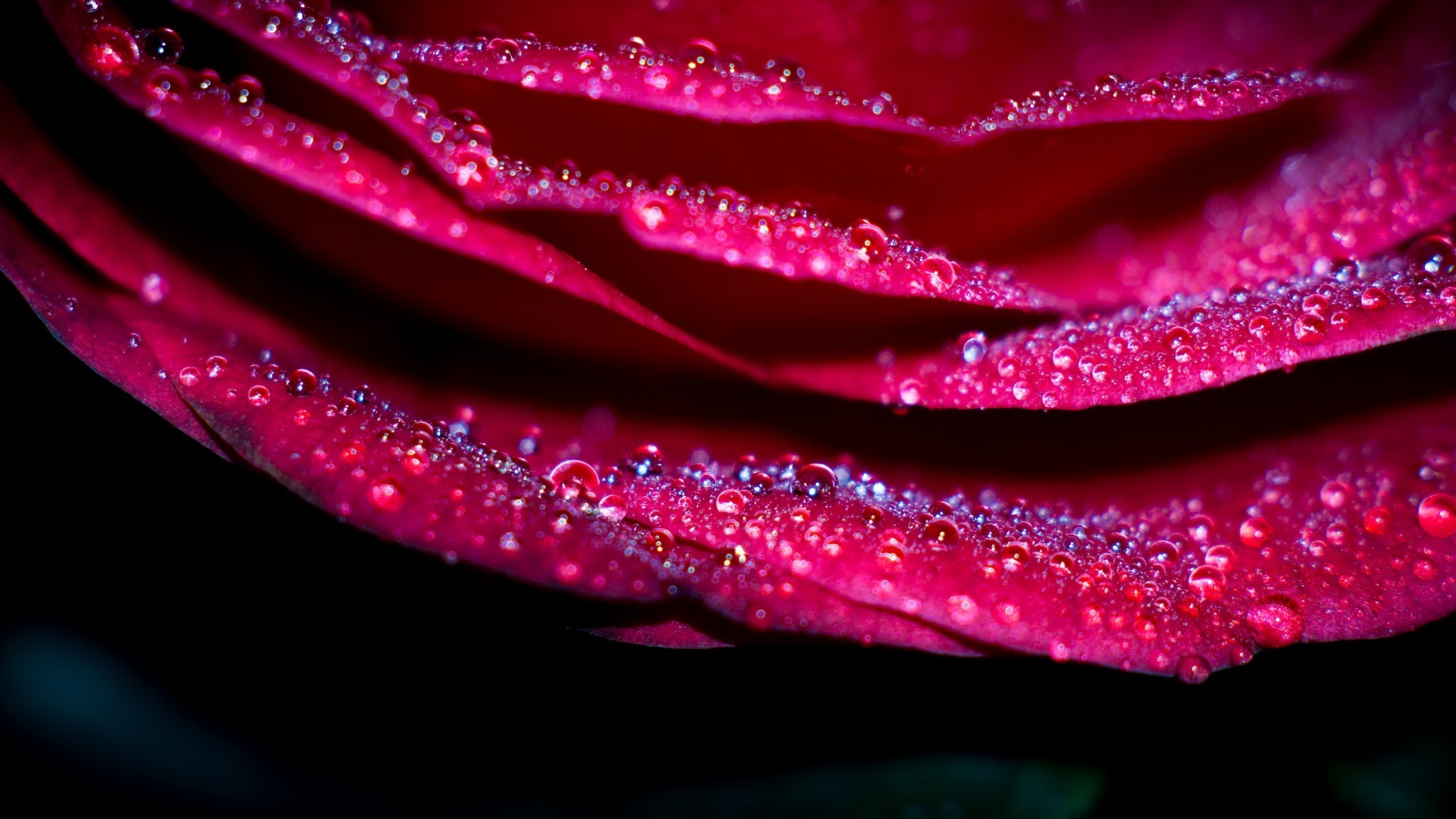 PCデスクトップに自然, フラワーズ, 花, 大きい, 薔薇, 地球, 水滴, ピンクの花画像を無料でダウンロード