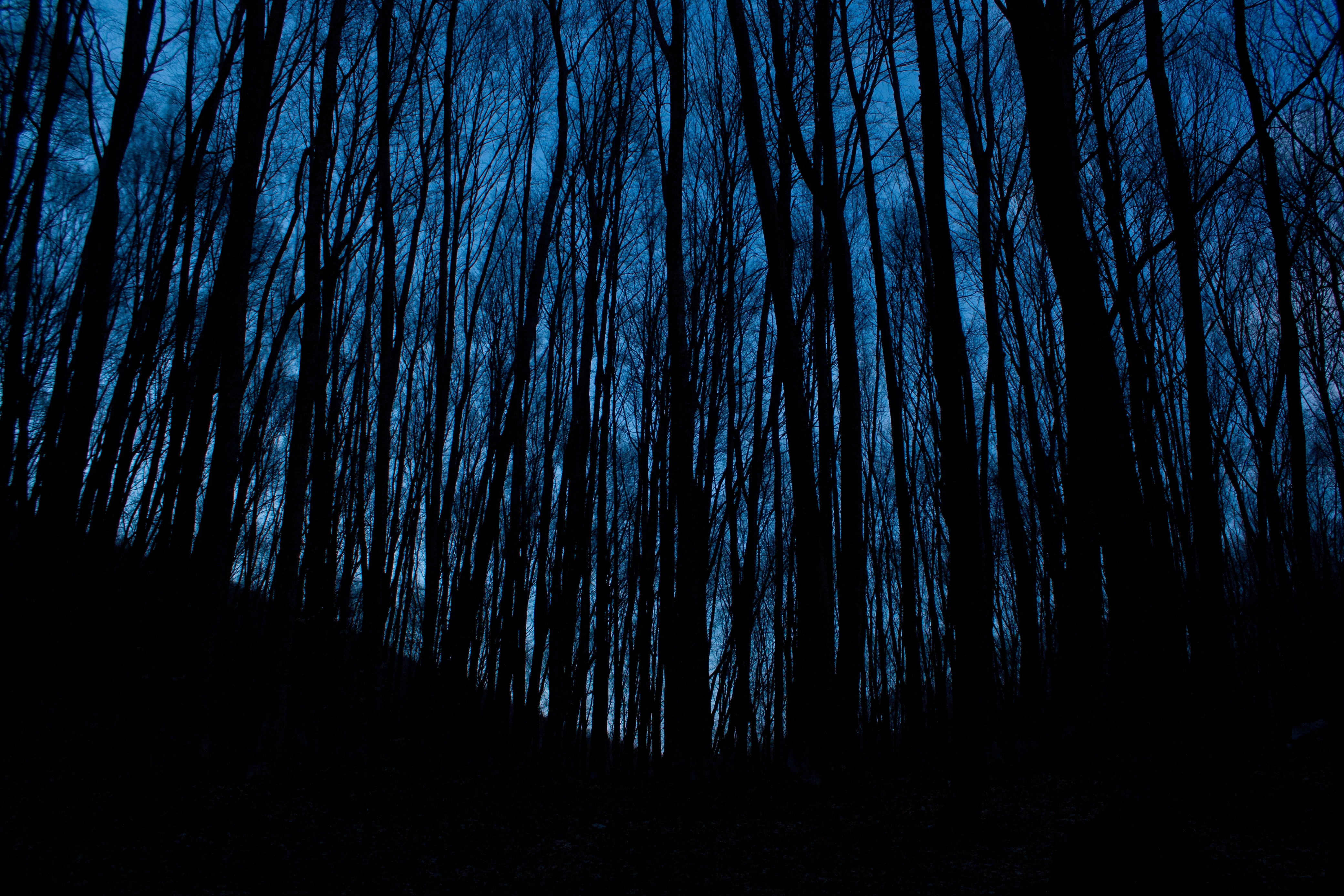 Скачать обои бесплатно Деревья, Ночь, Лес, Темные, Темный картинка на рабочий стол ПК
