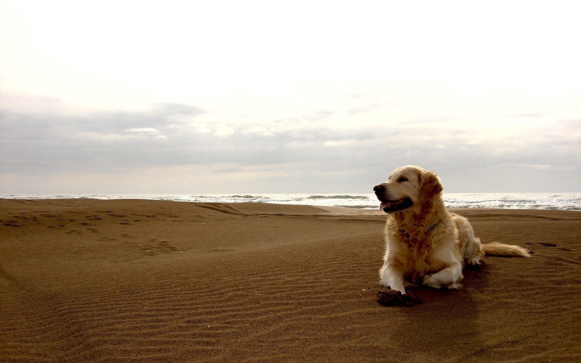 Free download wallpaper Shore, Bank, Dog, Animals, Sand, Labrador on your PC desktop