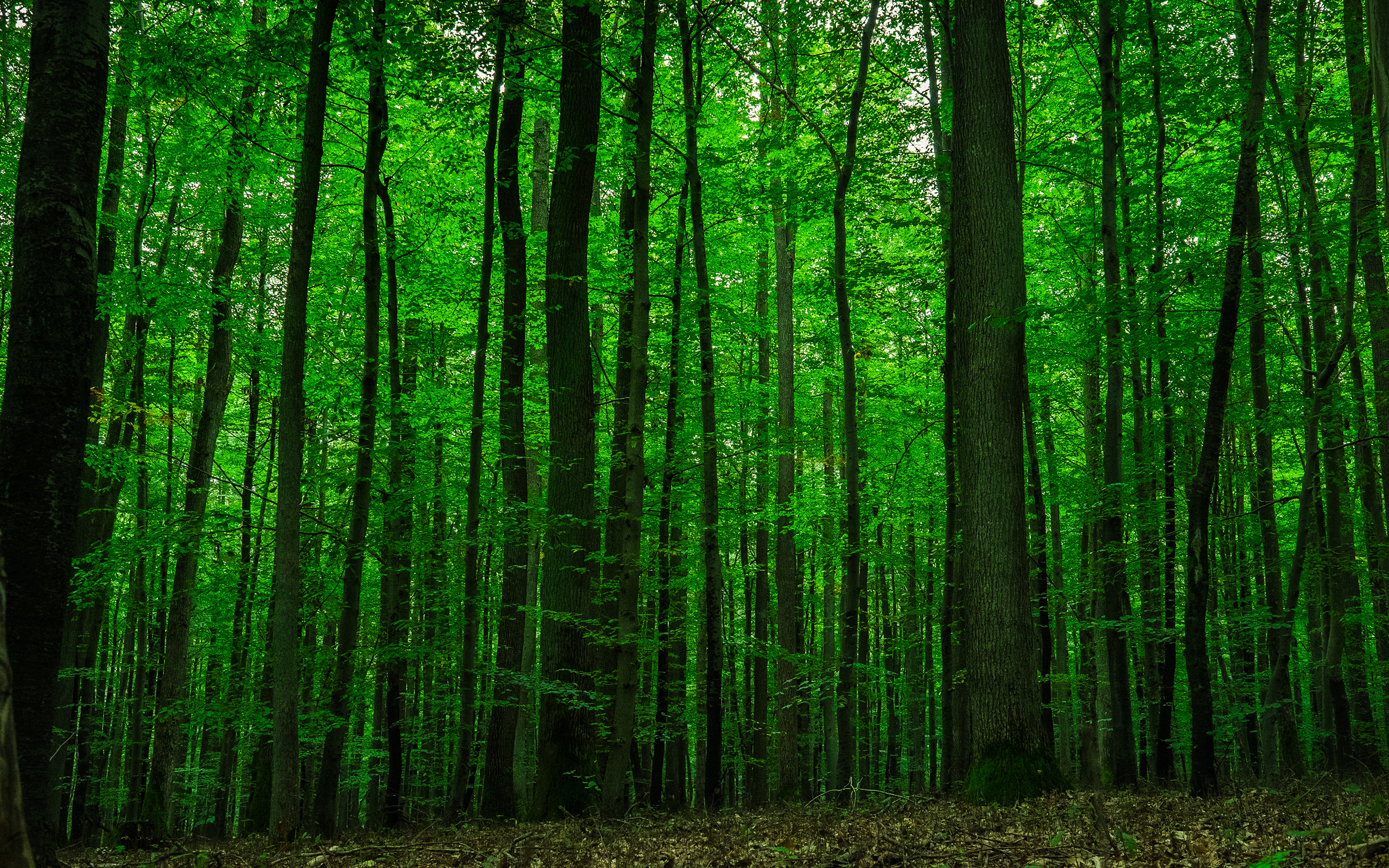 Laden Sie das Wald, Baum, Erde/natur-Bild kostenlos auf Ihren PC-Desktop herunter