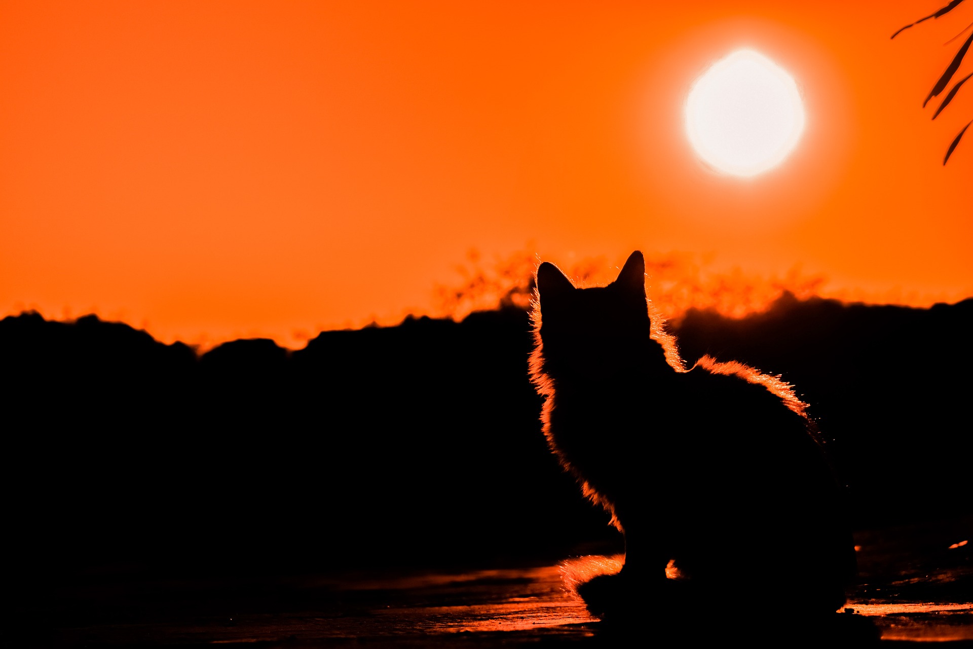 Laden Sie das Tiere, Katzen, Silhouette, Katze, Sonnenuntergang, Sonne-Bild kostenlos auf Ihren PC-Desktop herunter