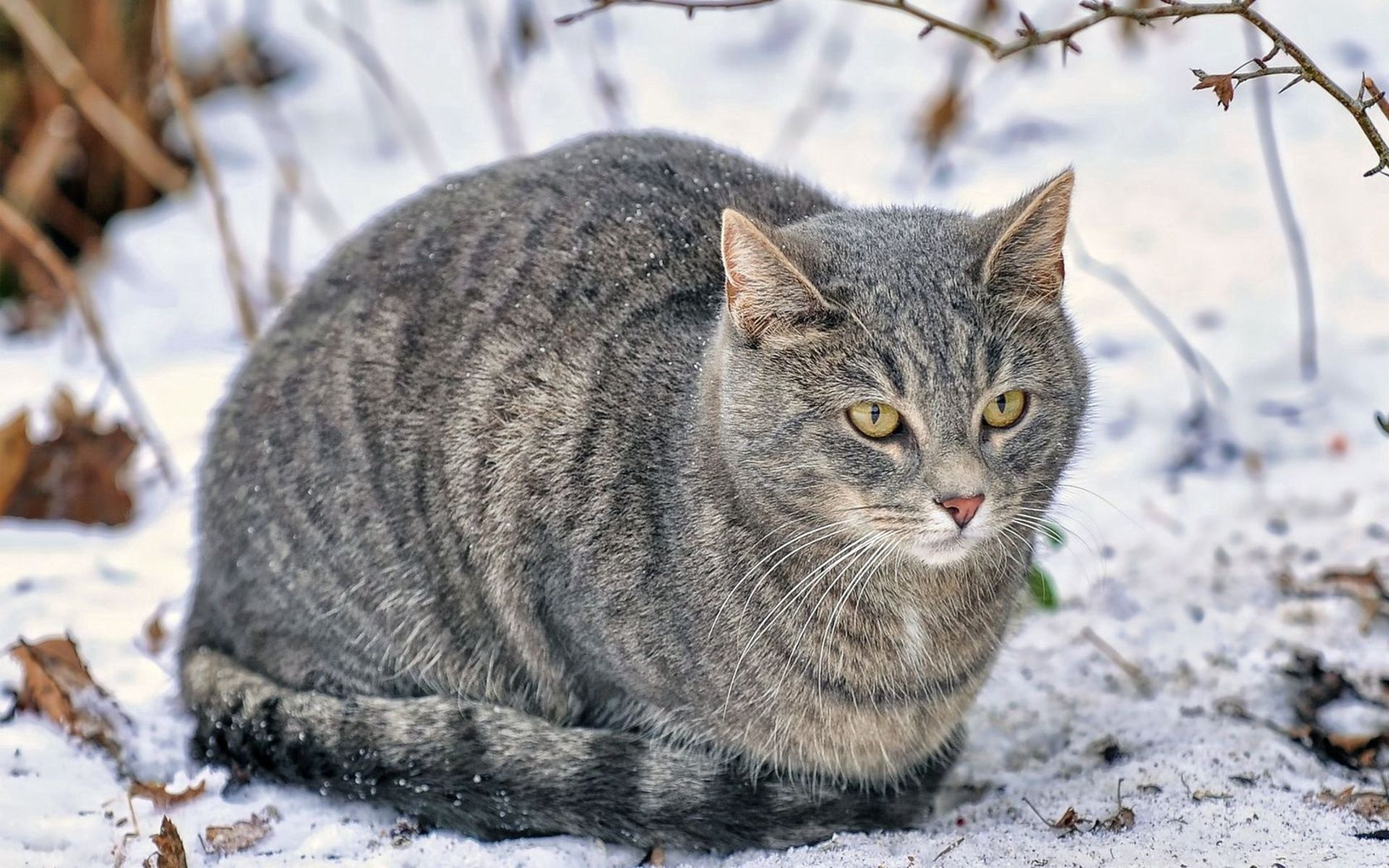 animals, snow, cat, fluffy, fat, thick images