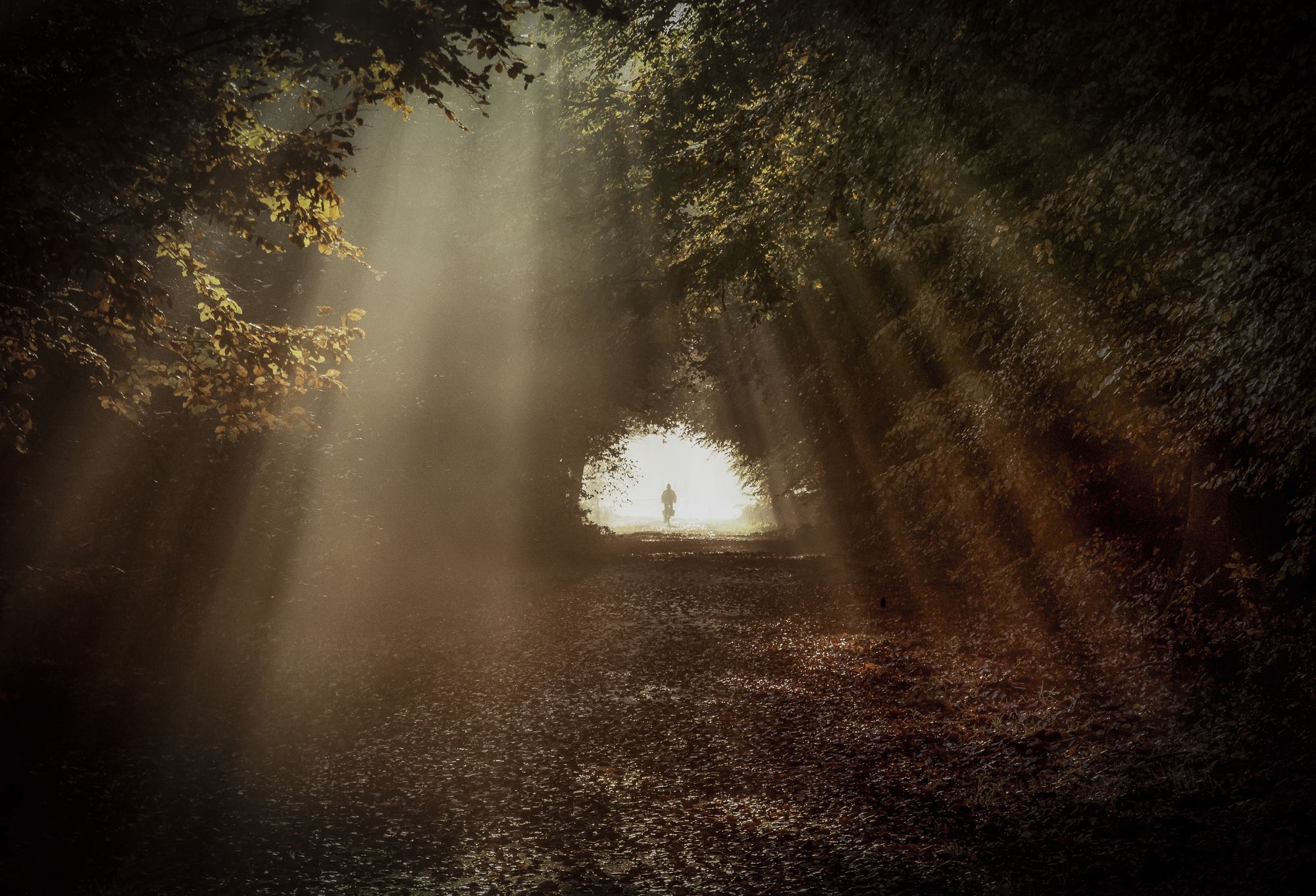Download mobile wallpaper Sun, Light, Forest, Fog, Earth, Path, Tunnel, Surreal, Sunbeam for free.