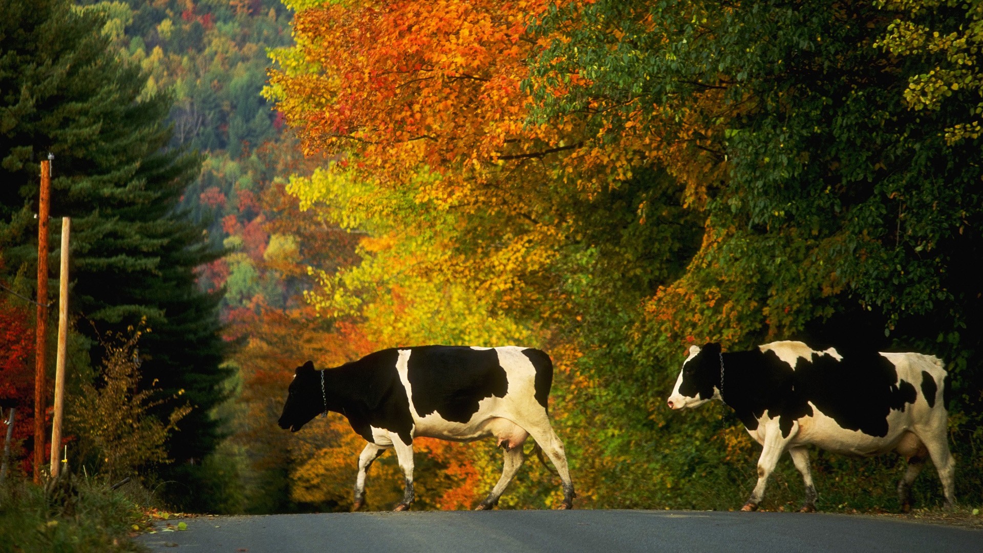 207349 скачать обои корова, животные, молочная корова - заставки и картинки бесплатно