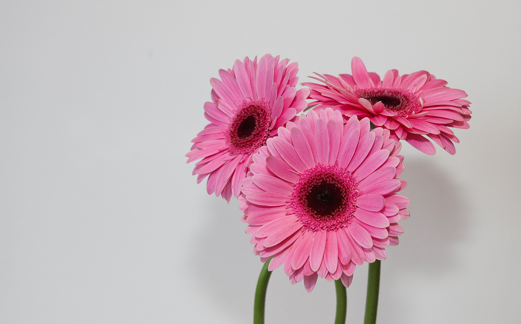 Laden Sie das Blumen, Gerbera, Blütenblatt, Erde/natur, Pinke Blume-Bild kostenlos auf Ihren PC-Desktop herunter