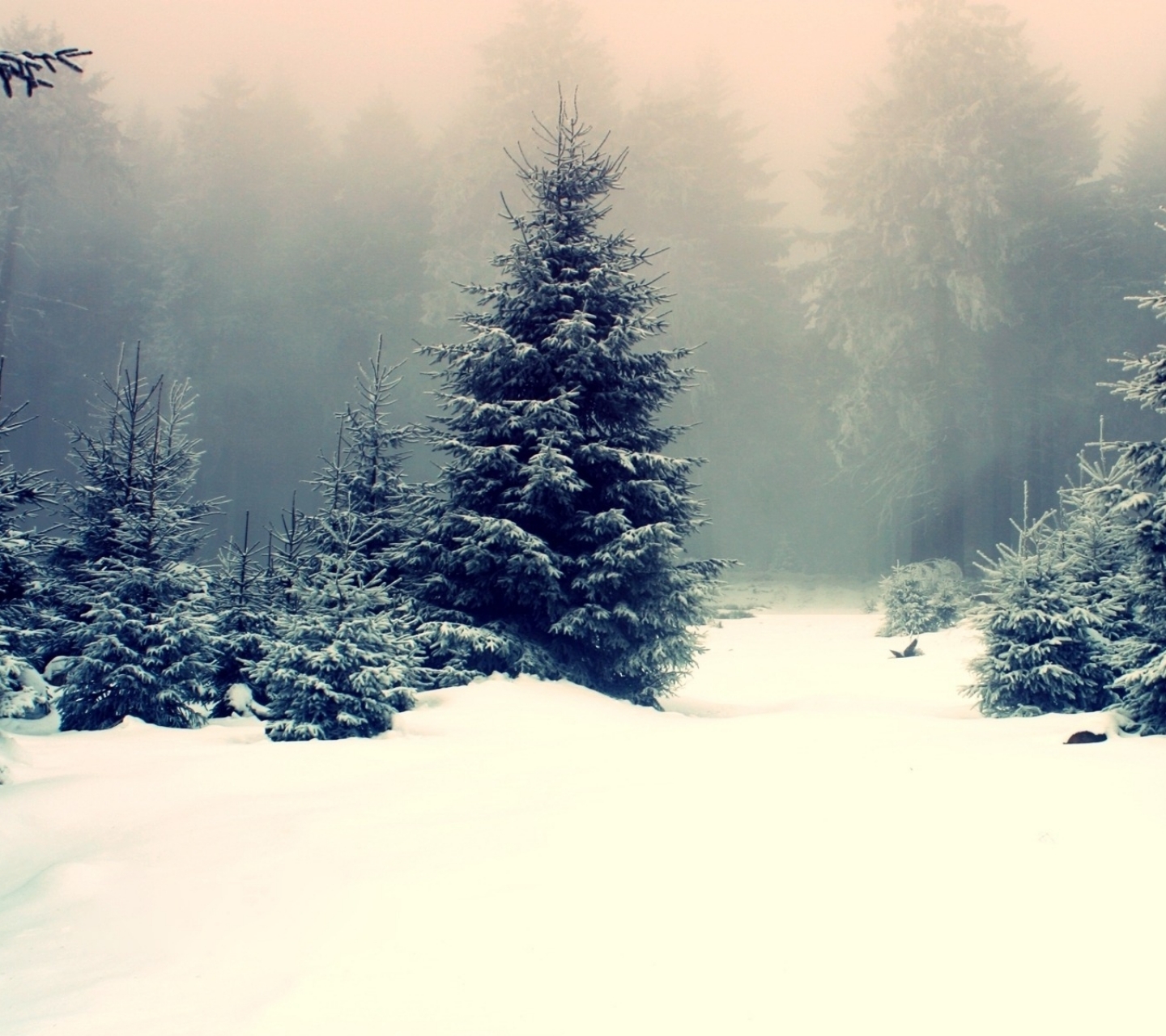 Download mobile wallpaper Landscape, Winter, Snow, Forest, Fog, Earth, Scenic for free.