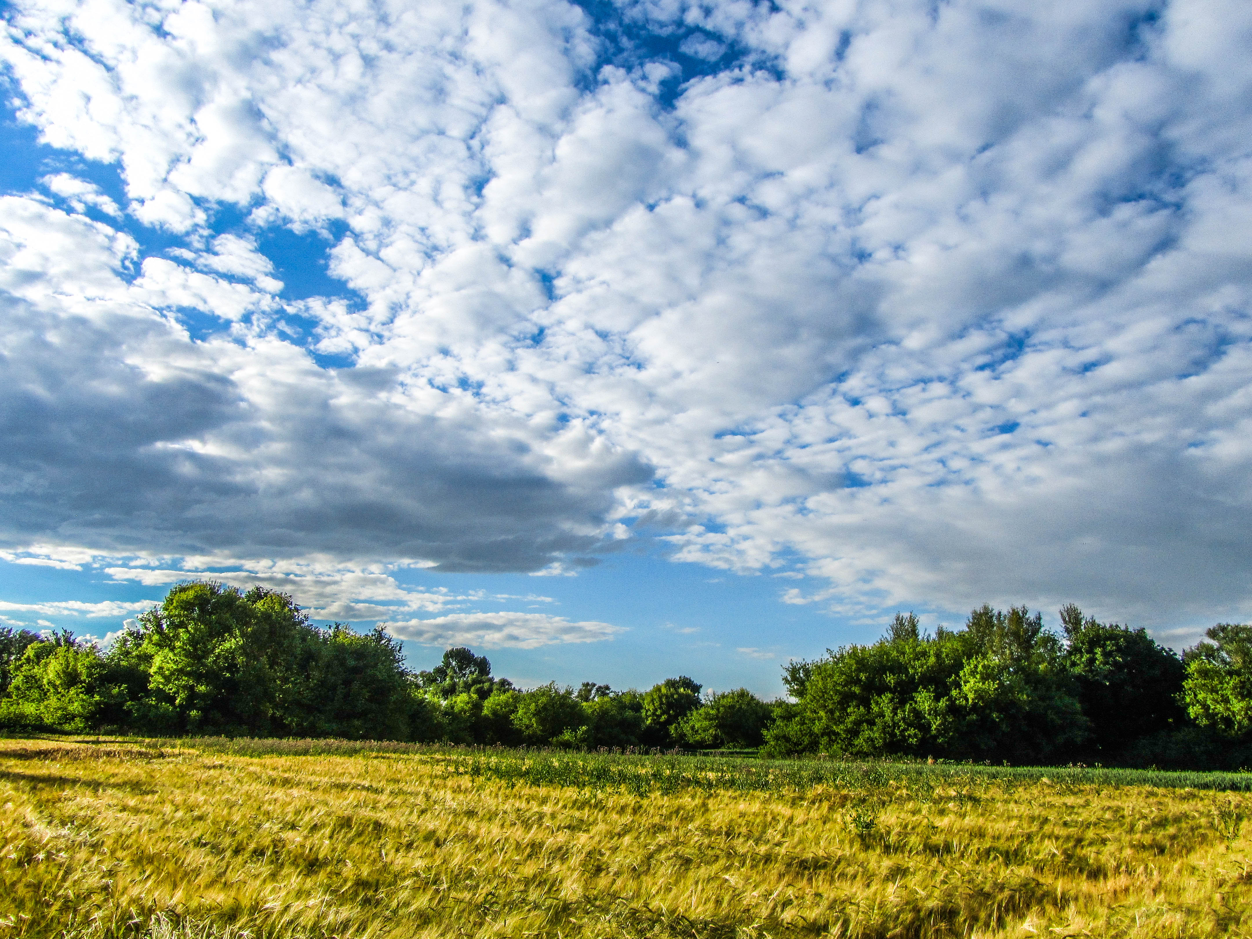 Free download wallpaper Field, Earth on your PC desktop