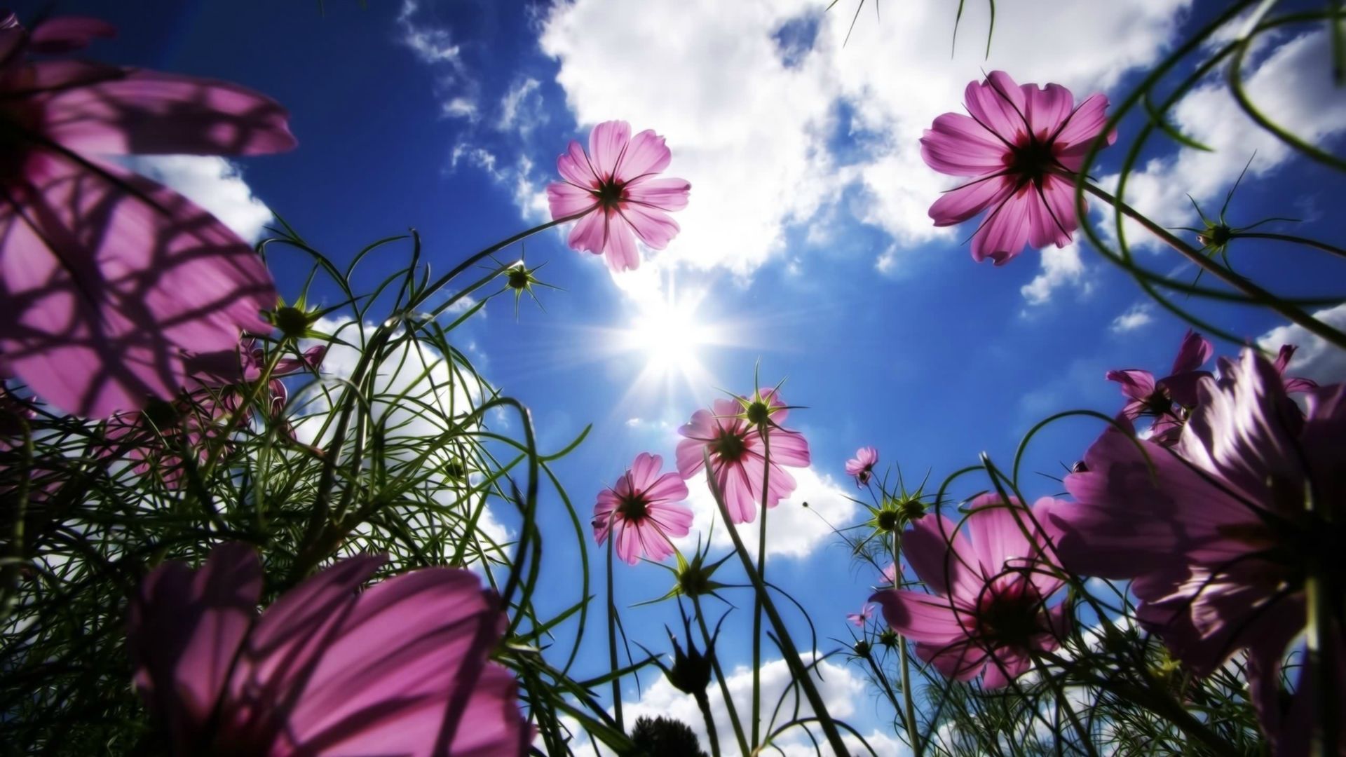 Téléchargez gratuitement l'image Fleur, Terre/nature sur le bureau de votre PC