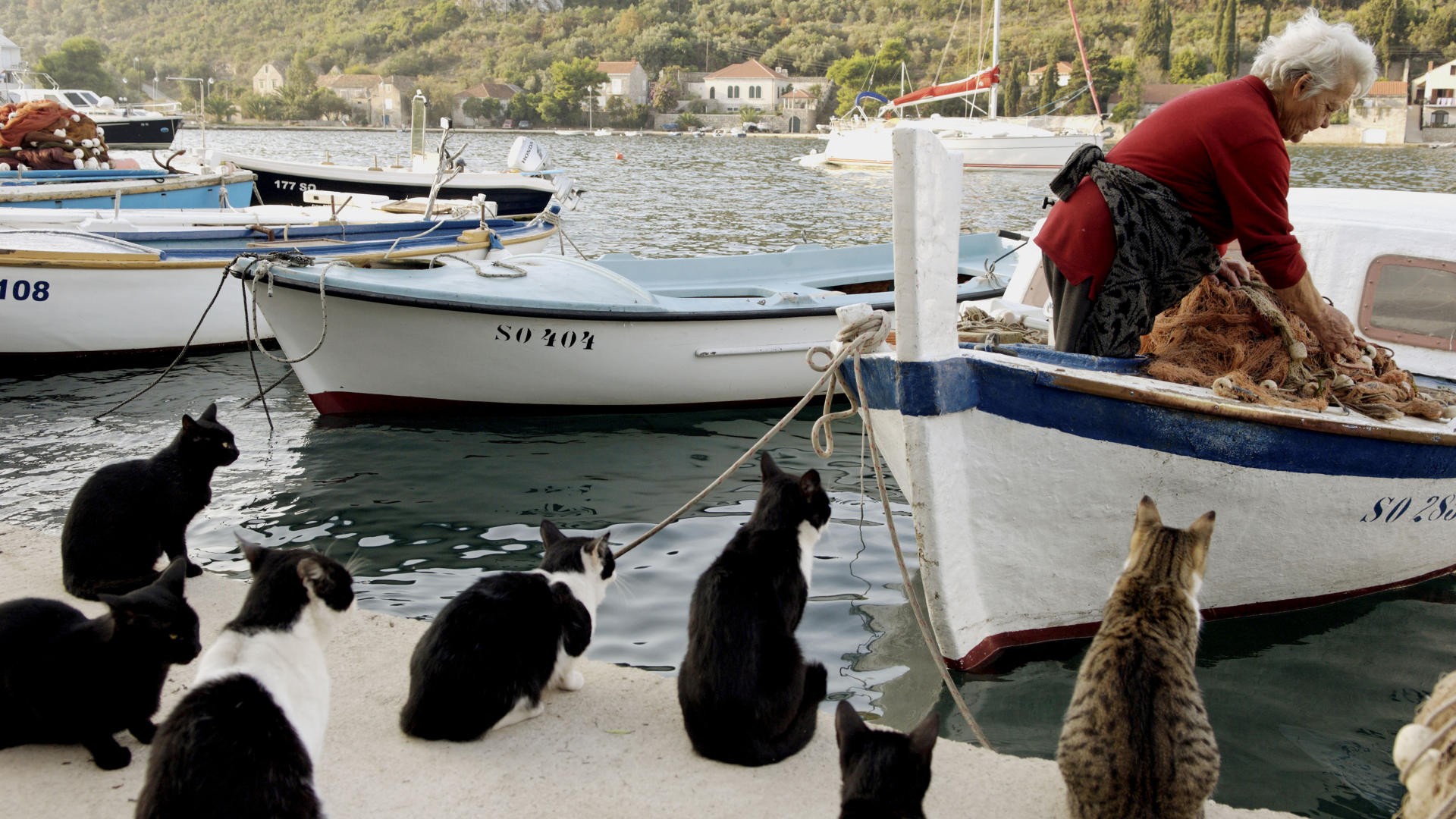 Baixar papel de parede para celular de Animais, Gato gratuito.