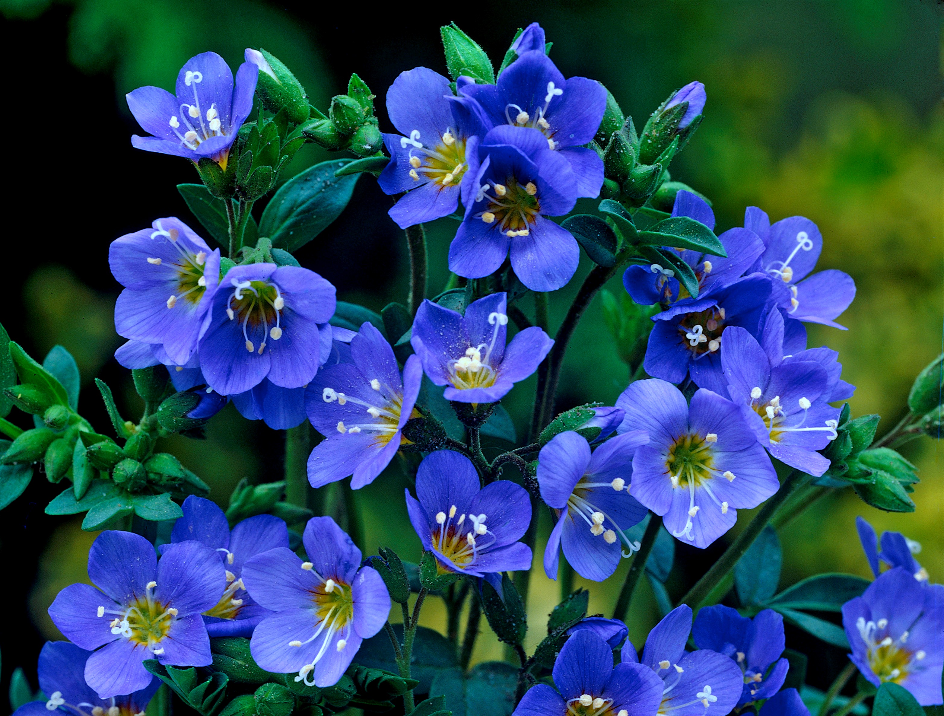 401677 завантажити картинку земля, незабудка, синя квітка, квітка, флауерзи - шпалери і заставки безкоштовно