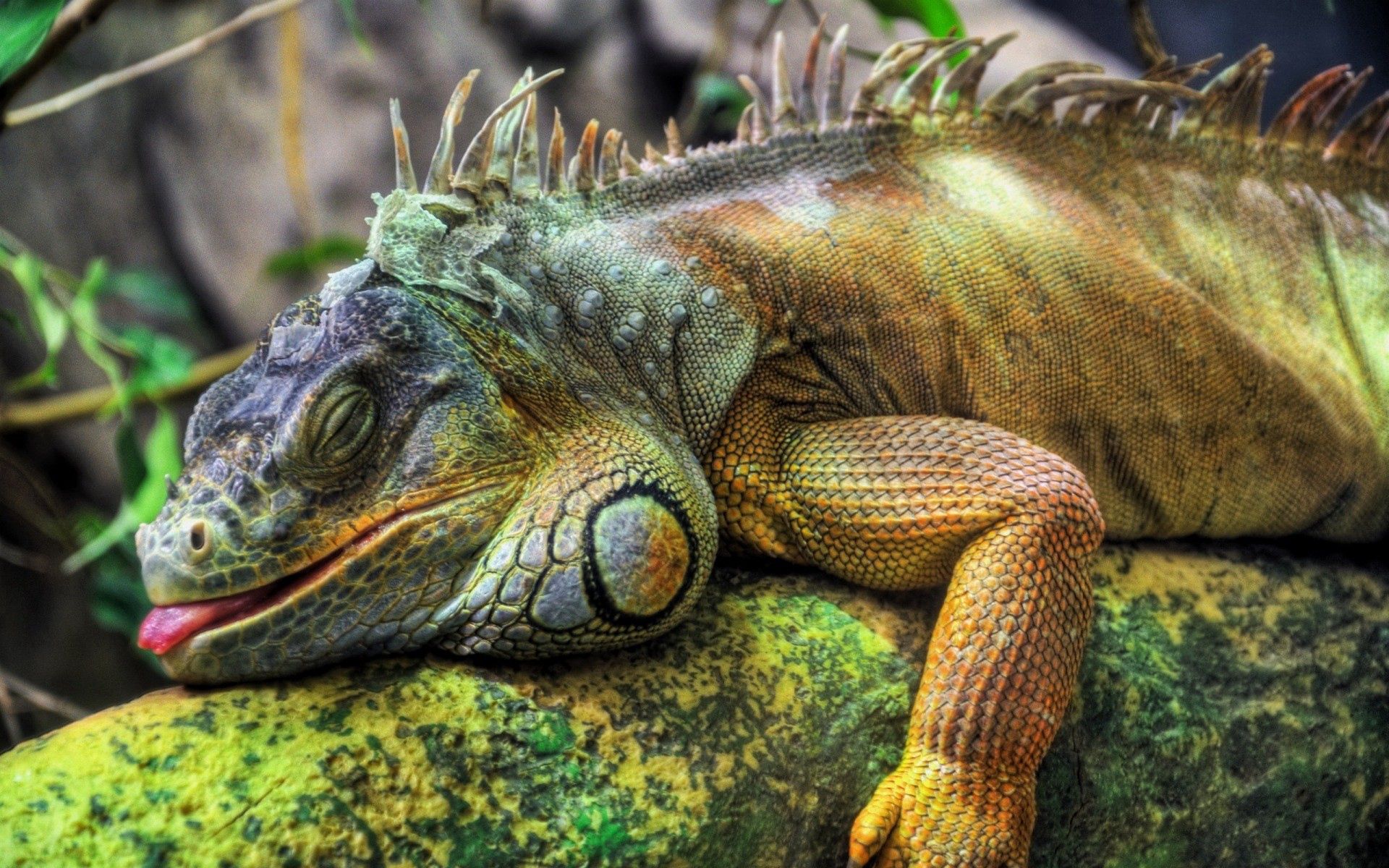 Download mobile wallpaper Big, Animals, Wood, Reptile, Tree, Iguana for free.