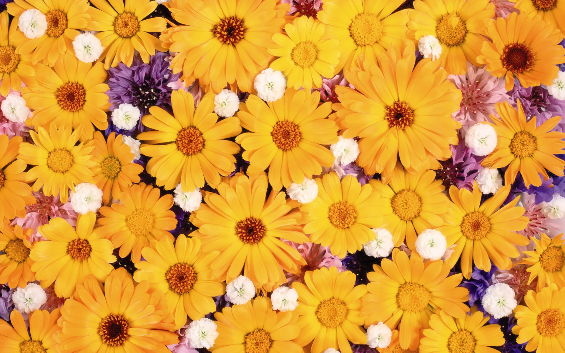 Laden Sie das Blumen, Blume, Erde/natur-Bild kostenlos auf Ihren PC-Desktop herunter