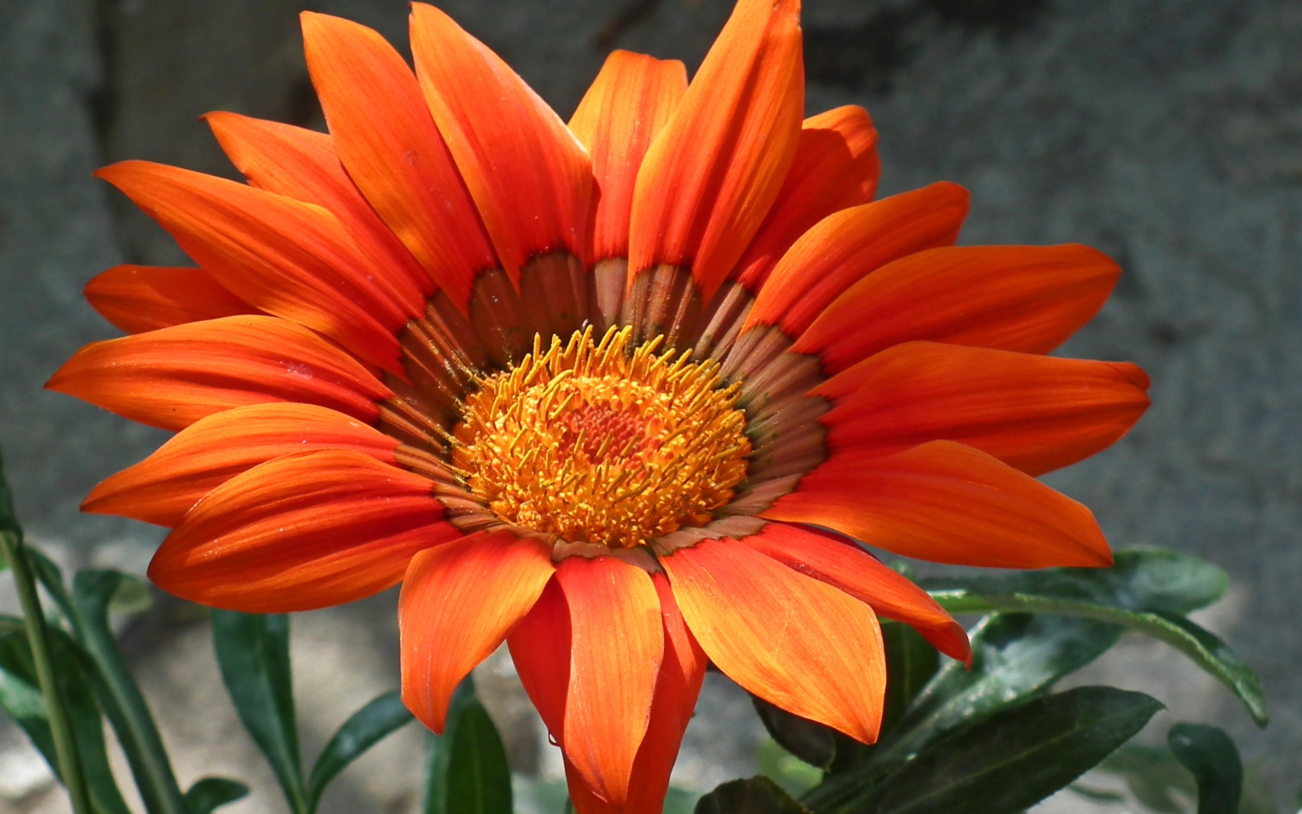 Téléchargez gratuitement l'image Fleurs, Fleur, Terre/nature sur le bureau de votre PC