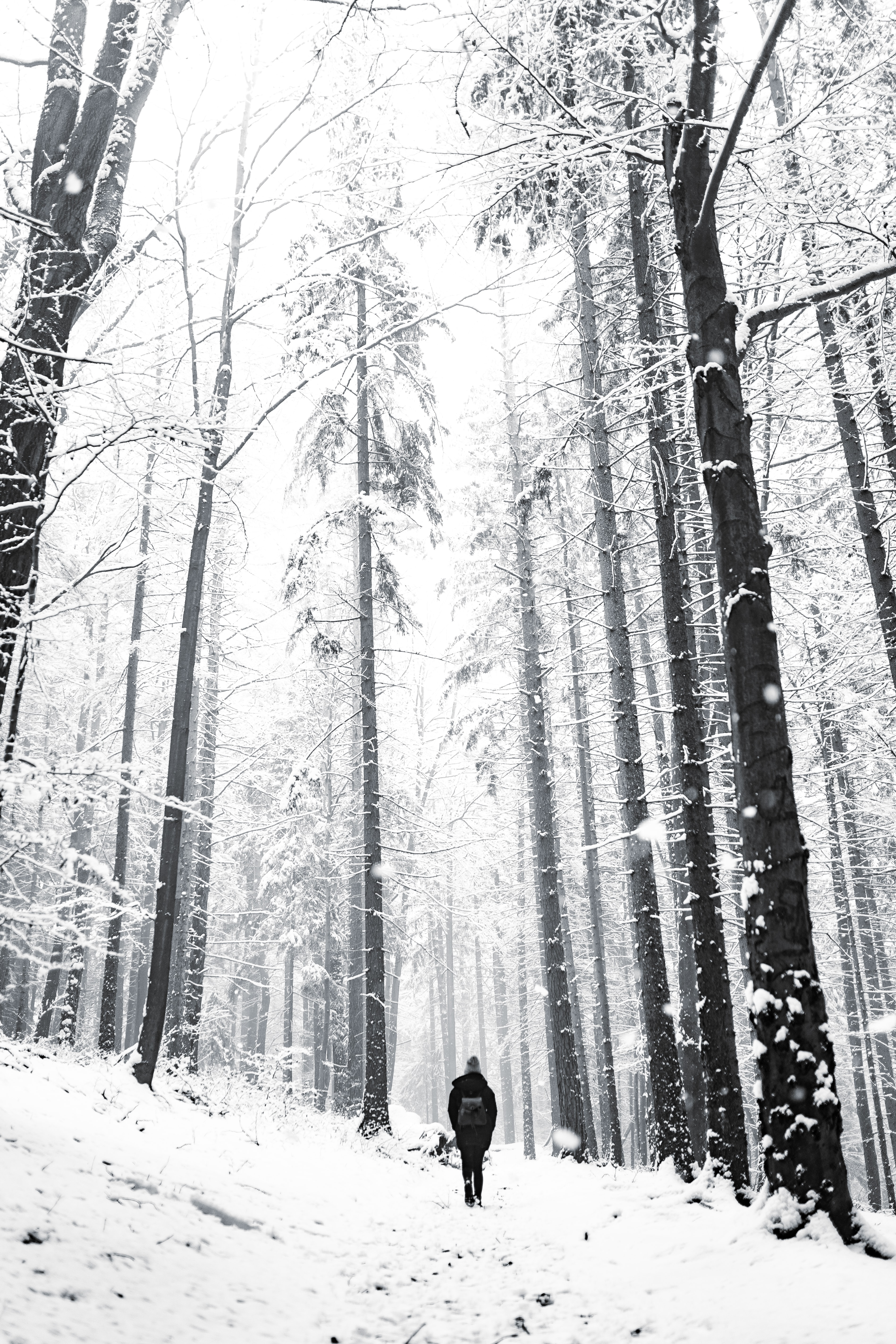forest, winter, snow, miscellanea, miscellaneous, stroll, human, person, loneliness