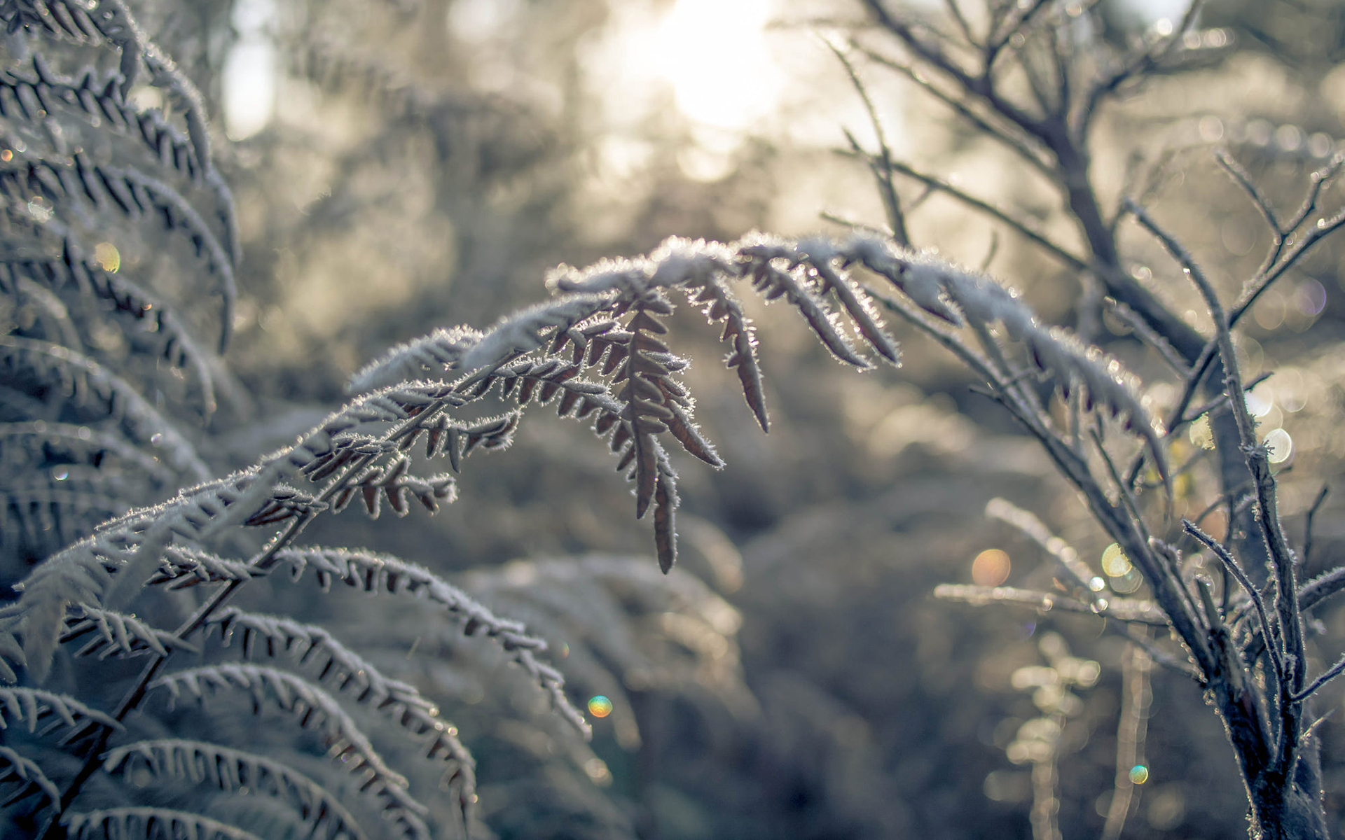 Free download wallpaper Plant, Macro, Close Up, Earth, Frost on your PC desktop