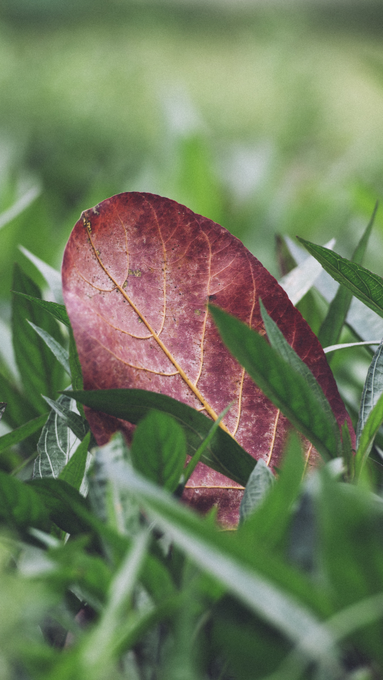 Download mobile wallpaper Nature, Plant, Macro, Blur, Leaf, Photography for free.