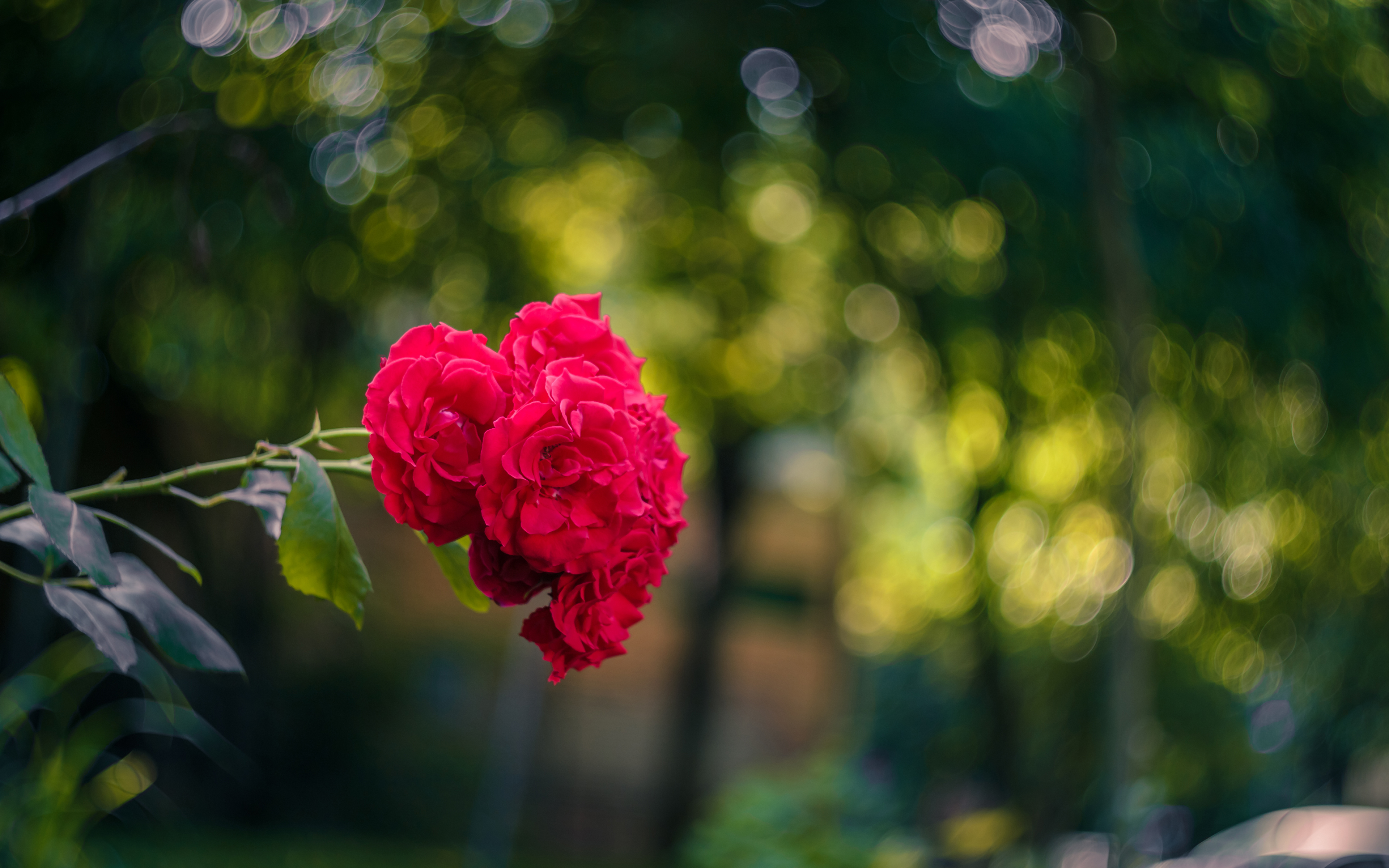 PCデスクトップにフラワーズ, 花, 薔薇, 地球画像を無料でダウンロード