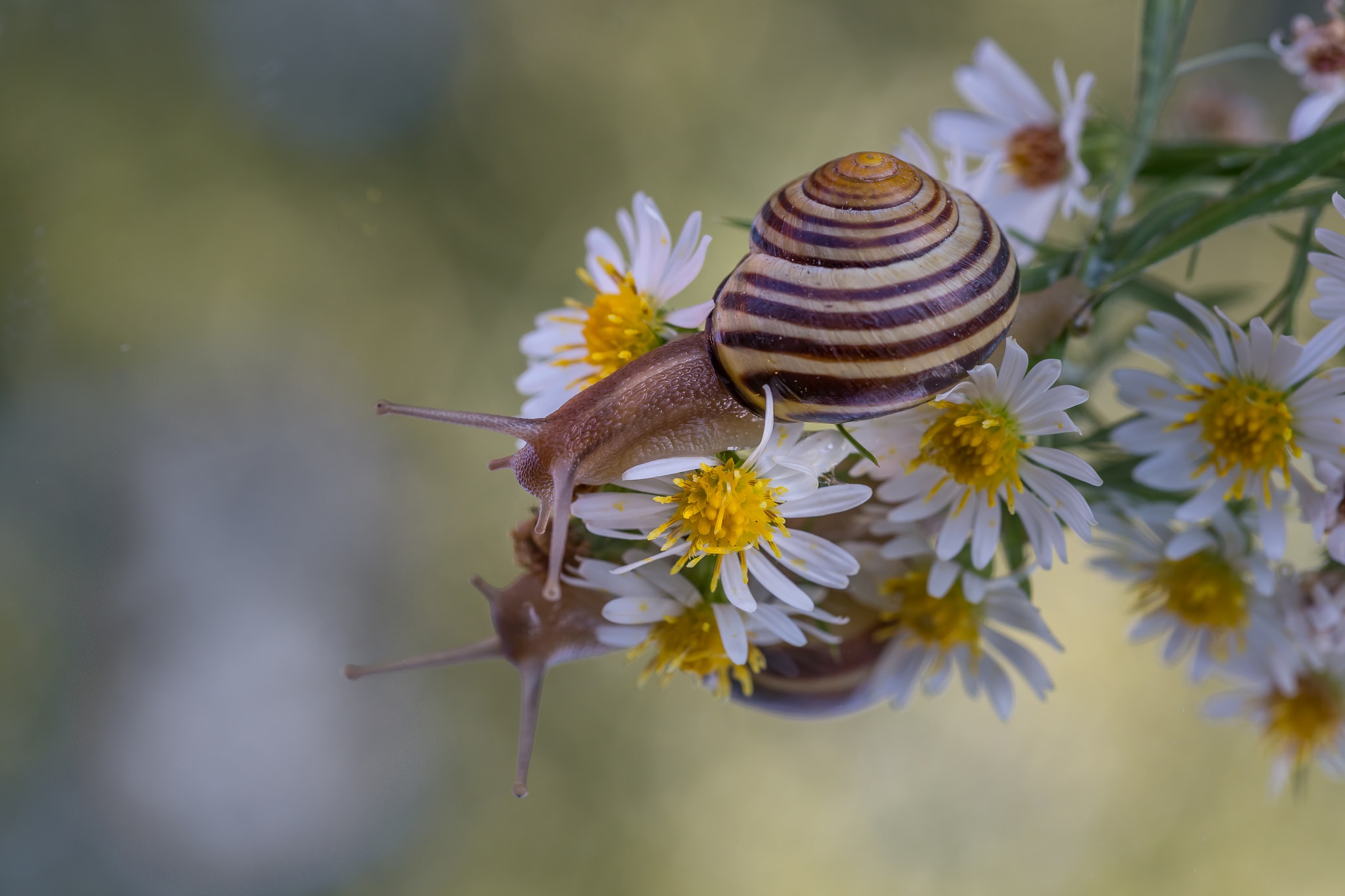 Download mobile wallpaper Flower, Blur, Animal, Snail, White Flower for free.