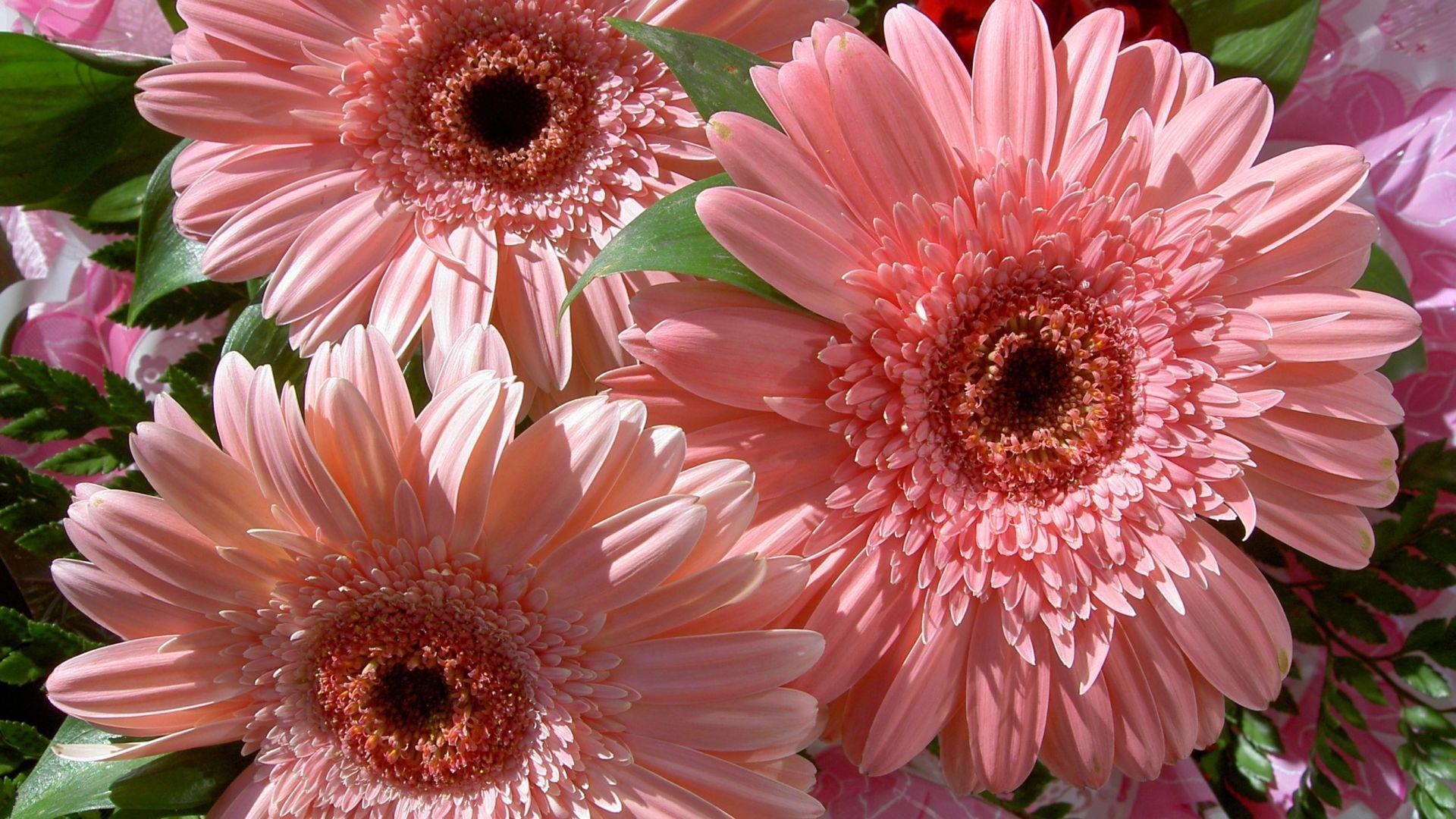 Laden Sie das Natur, Blumen, Gerbera, Nahansicht, Gänseblümchen, Erde/natur, Pinke Blume-Bild kostenlos auf Ihren PC-Desktop herunter