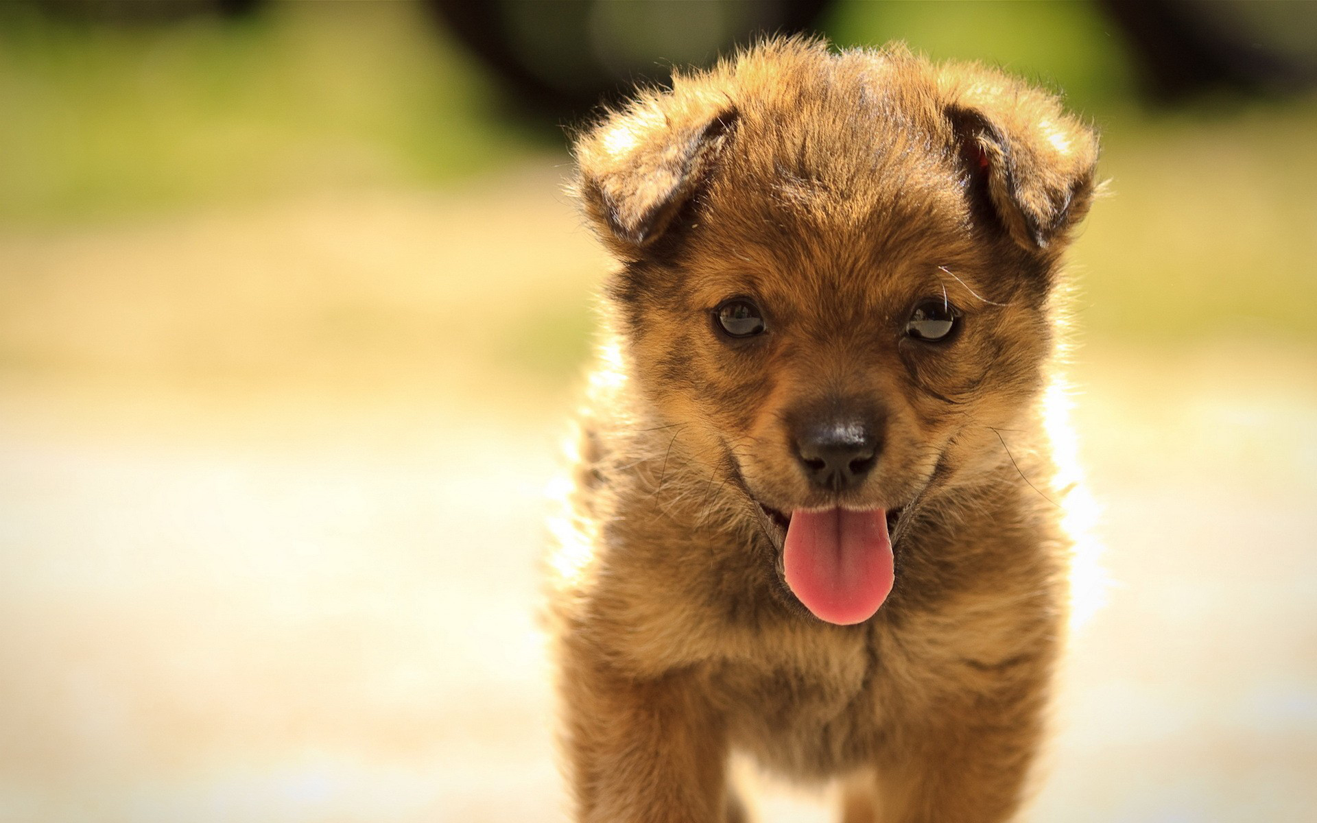 Baixar papel de parede para celular de Animais, Cão gratuito.