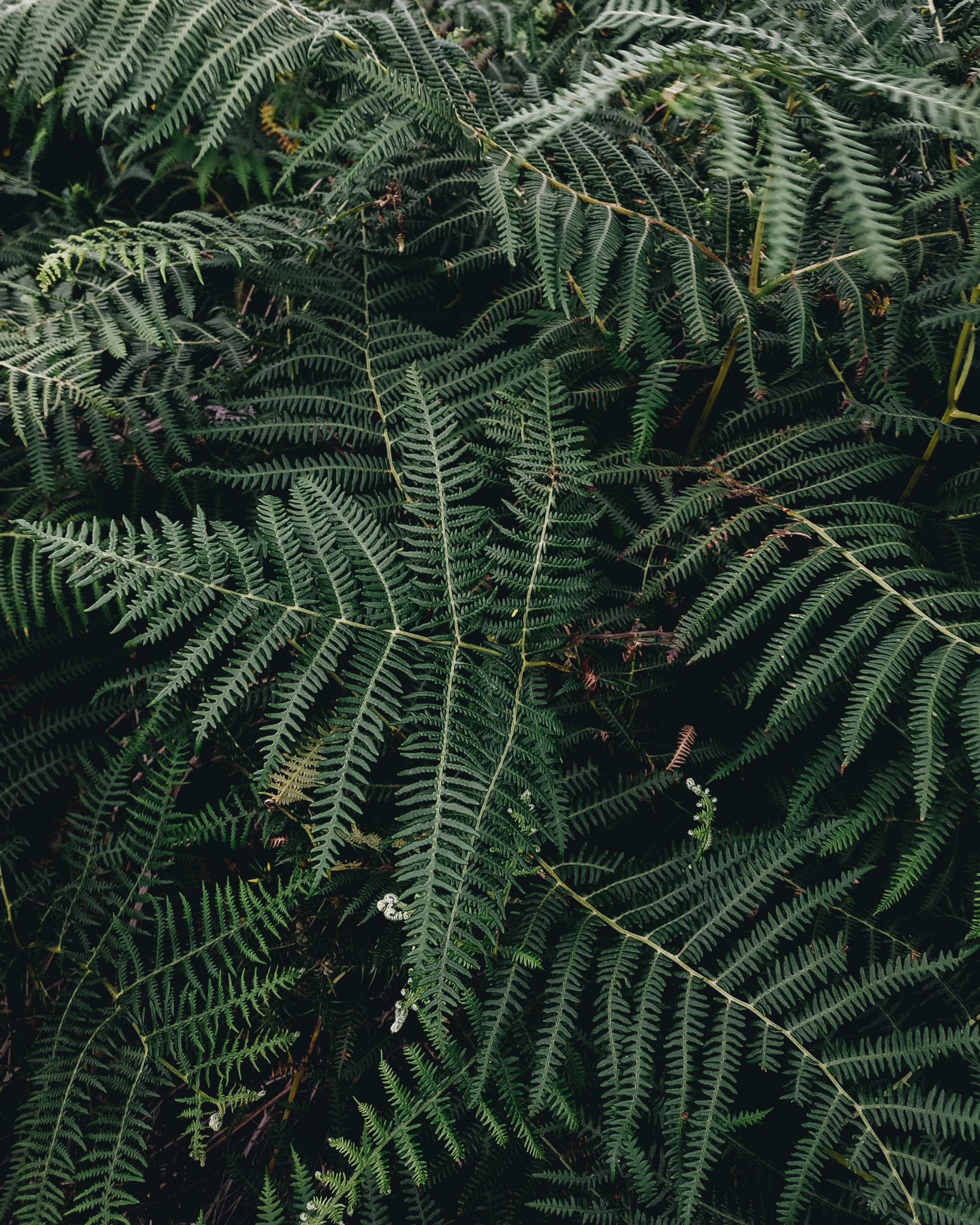 Download mobile wallpaper Leaves, Fern, Plant, Nature for free.