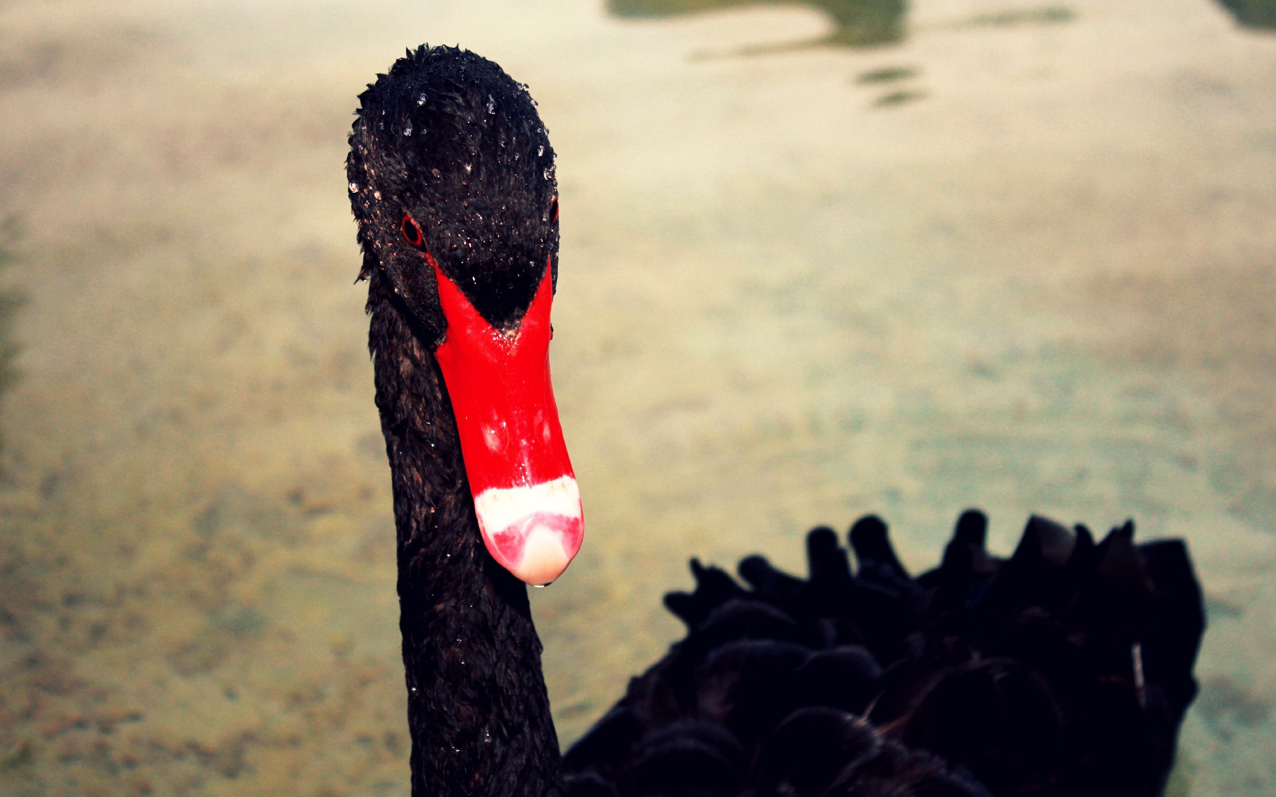 PCデスクトップに動物, 嘴, 赤い, 黒い, 白鳥画像を無料でダウンロード