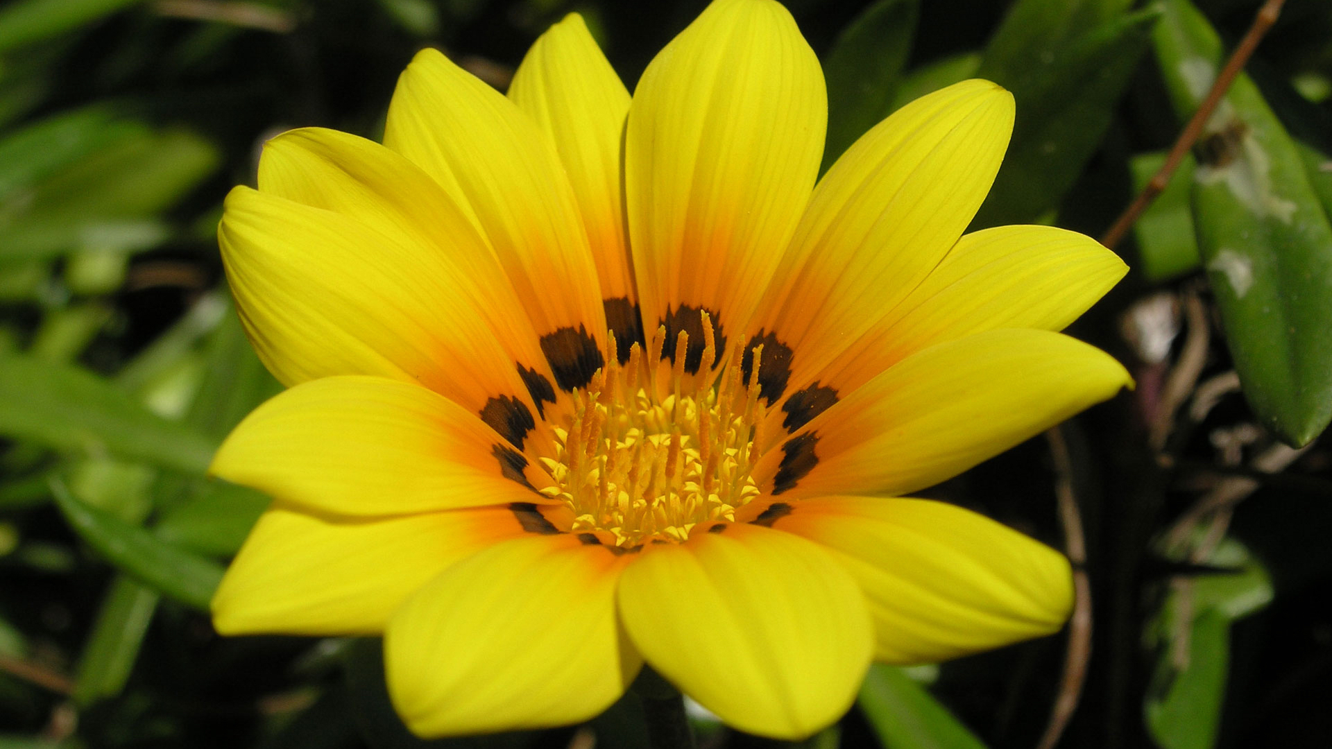 Téléchargez gratuitement l'image Fleur, Terre/nature sur le bureau de votre PC