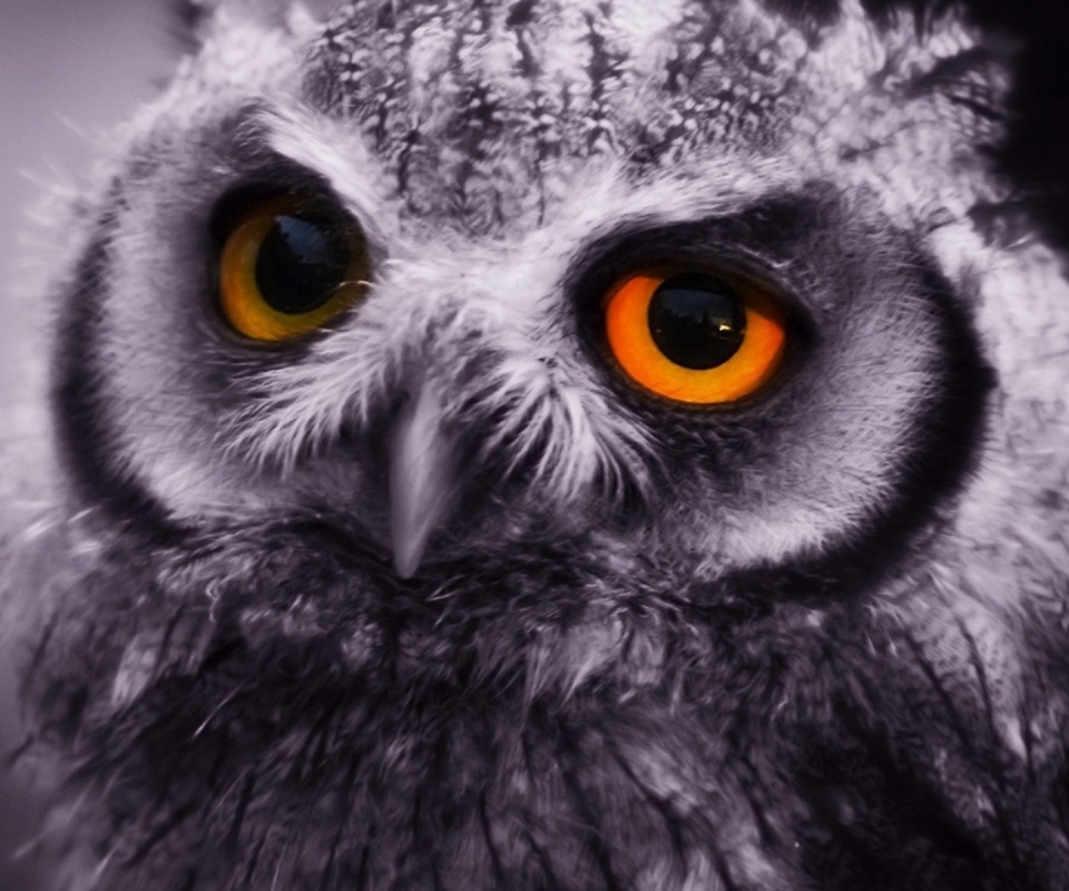 Download mobile wallpaper Birds, Owl, Animal for free.