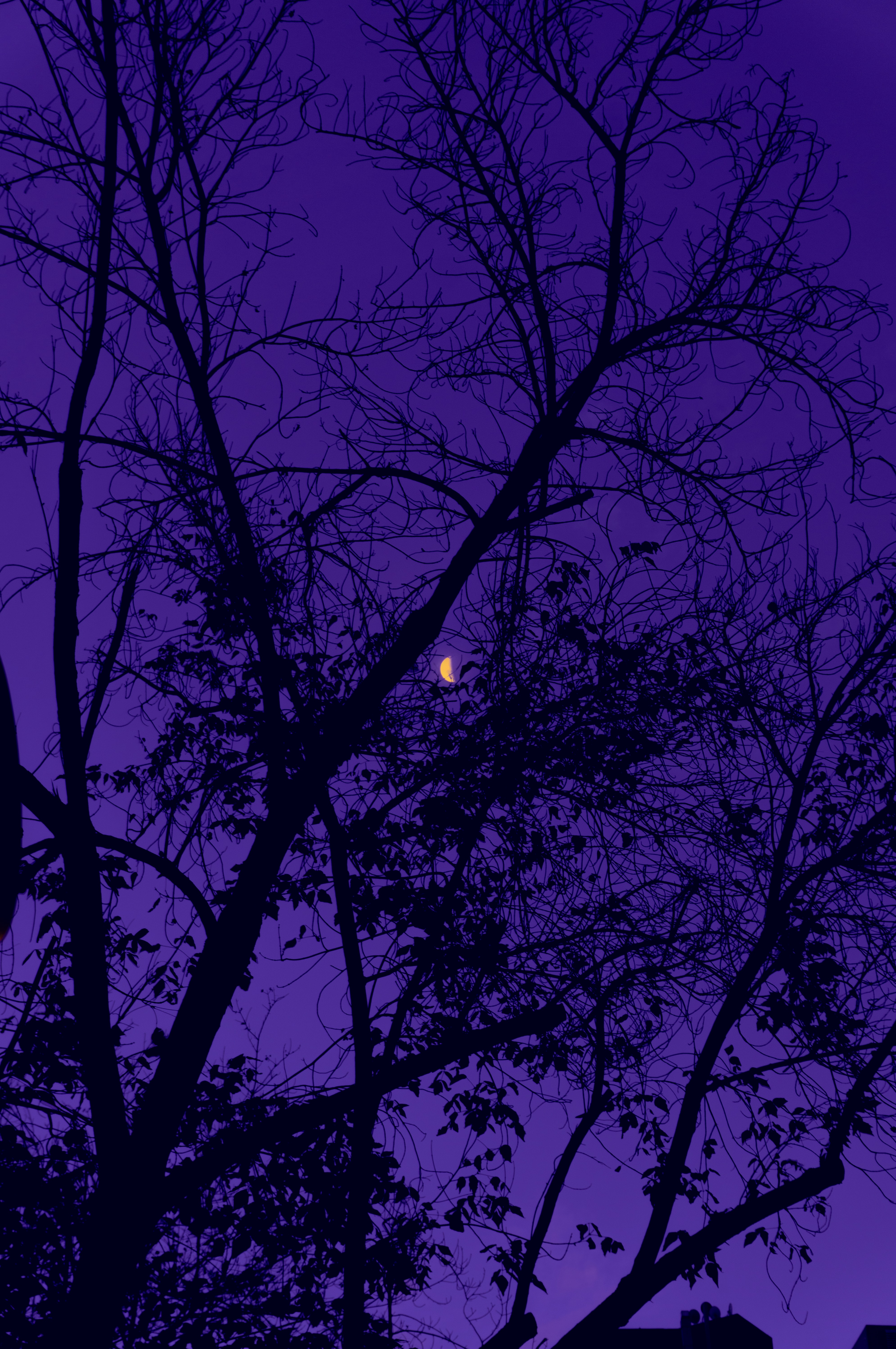 night, trees, sky, moon, violet, dark, purple HD for desktop 1080p