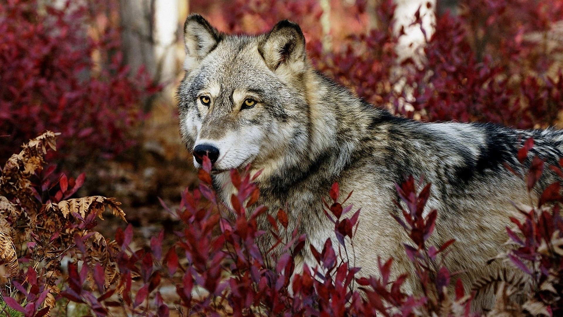 Descarga gratuita de fondo de pantalla para móvil de Animales, Lobo.