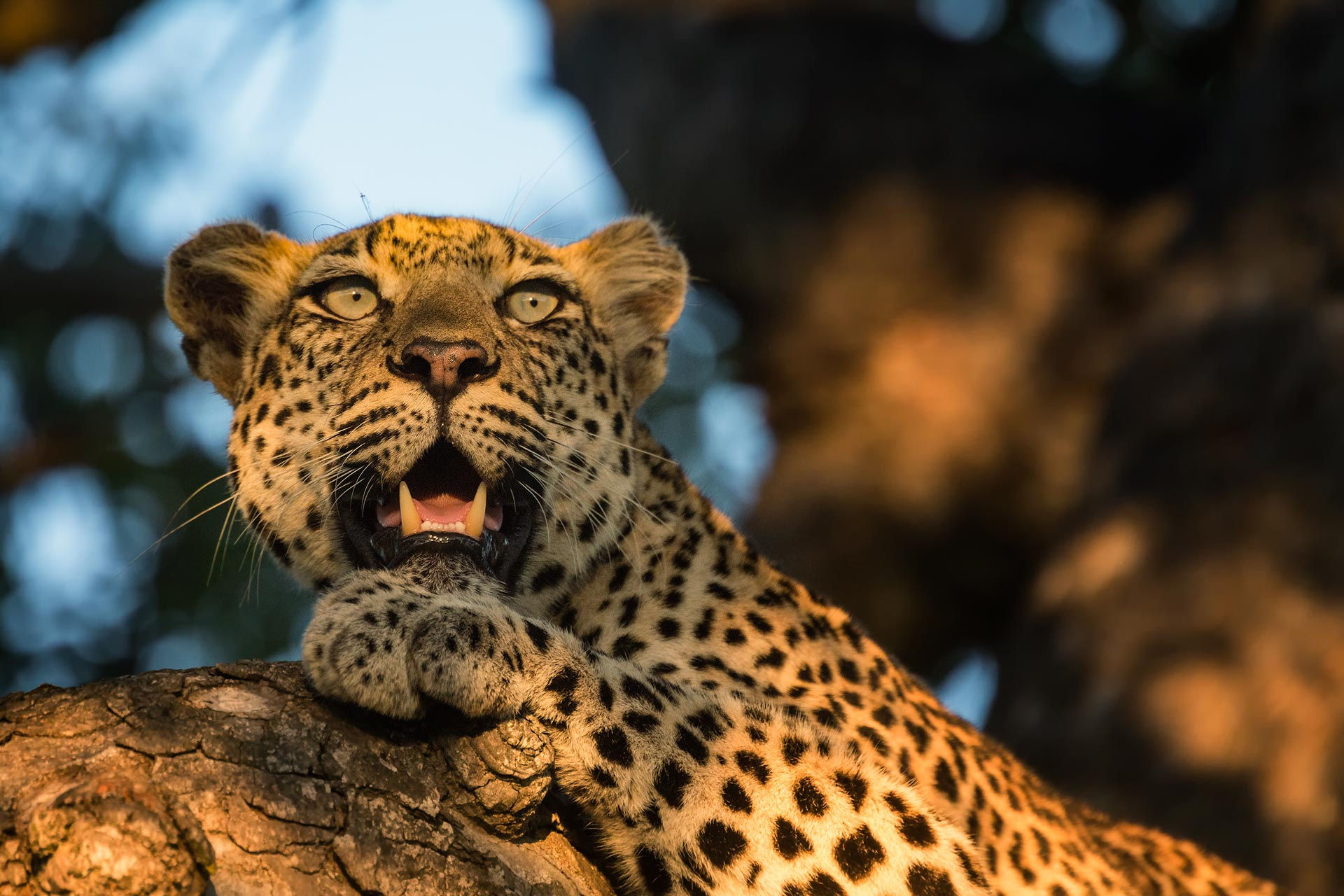 Free download wallpaper Cats, Leopard, Muzzle, Animal on your PC desktop